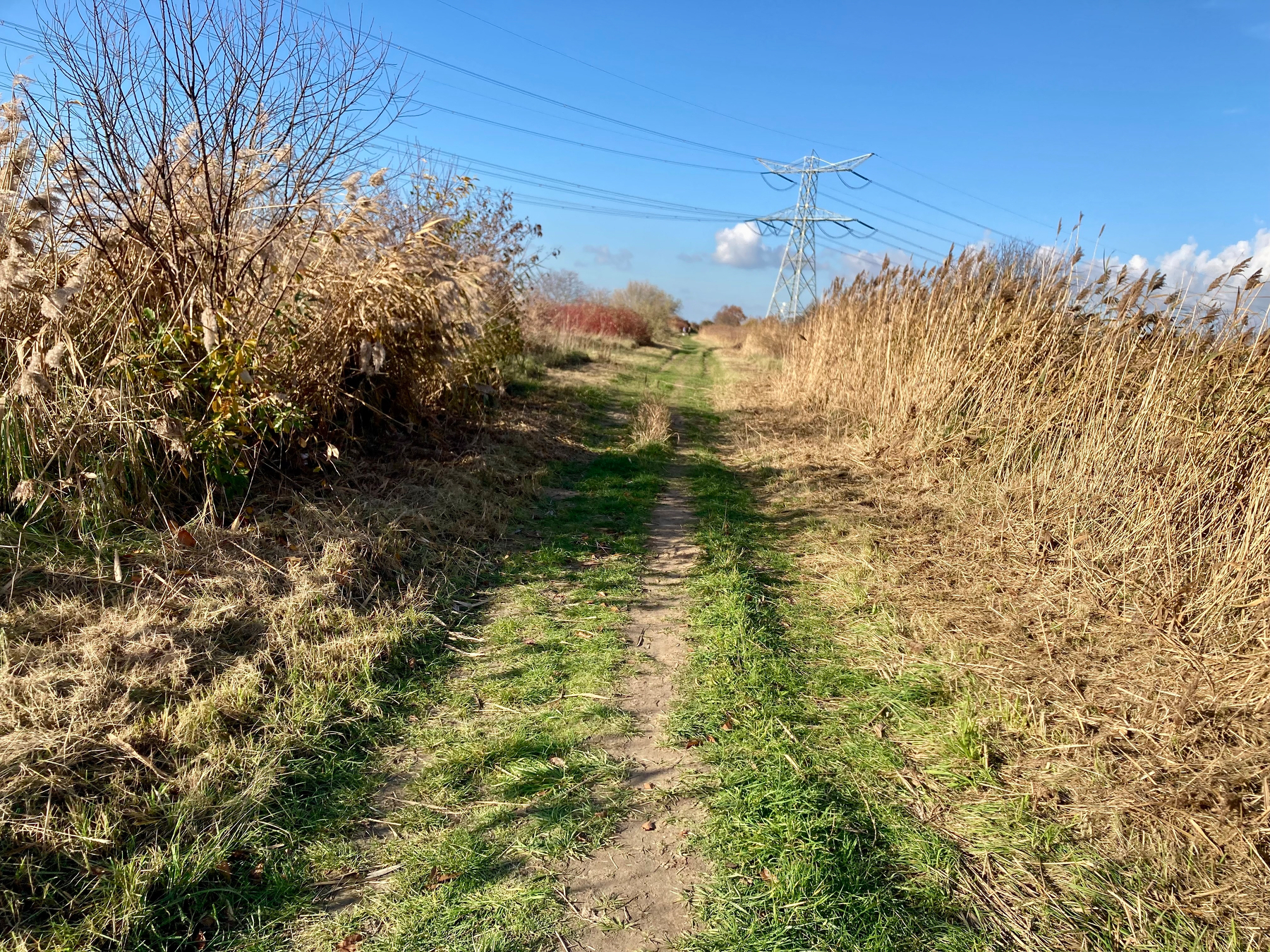 Een graspad omgeven door hoog droog gras en struiken leidt naar hoogspanningslijnen tegen een heldere blauwe lucht.