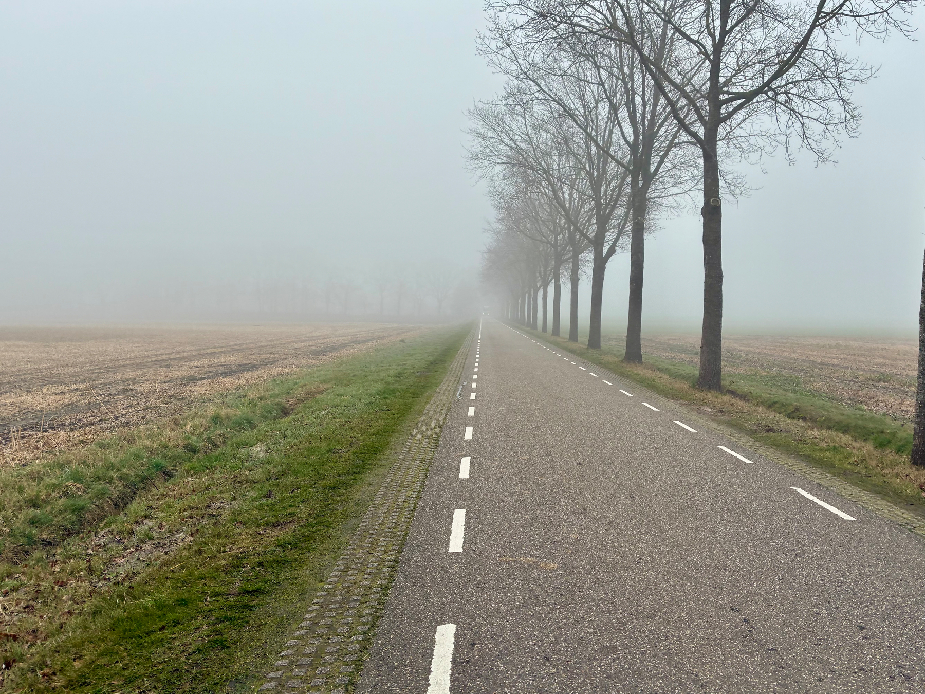 Een weg omzoomd met kale bomen strekt zich uit tot een mistige horizon, geflankeerd door velden aan weerszijden.