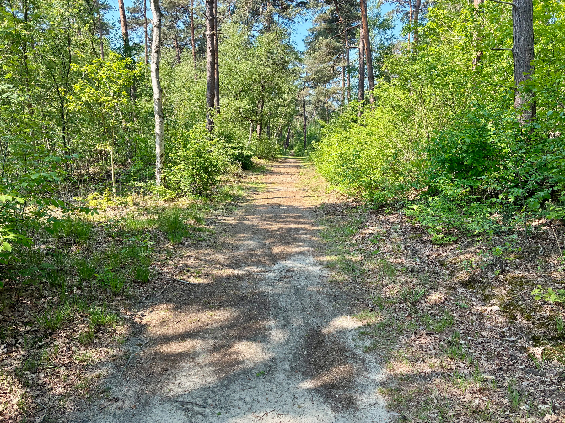 Een zonovergoten onverharde weg slingert door een weelderig, groen bos met hoge bomen.