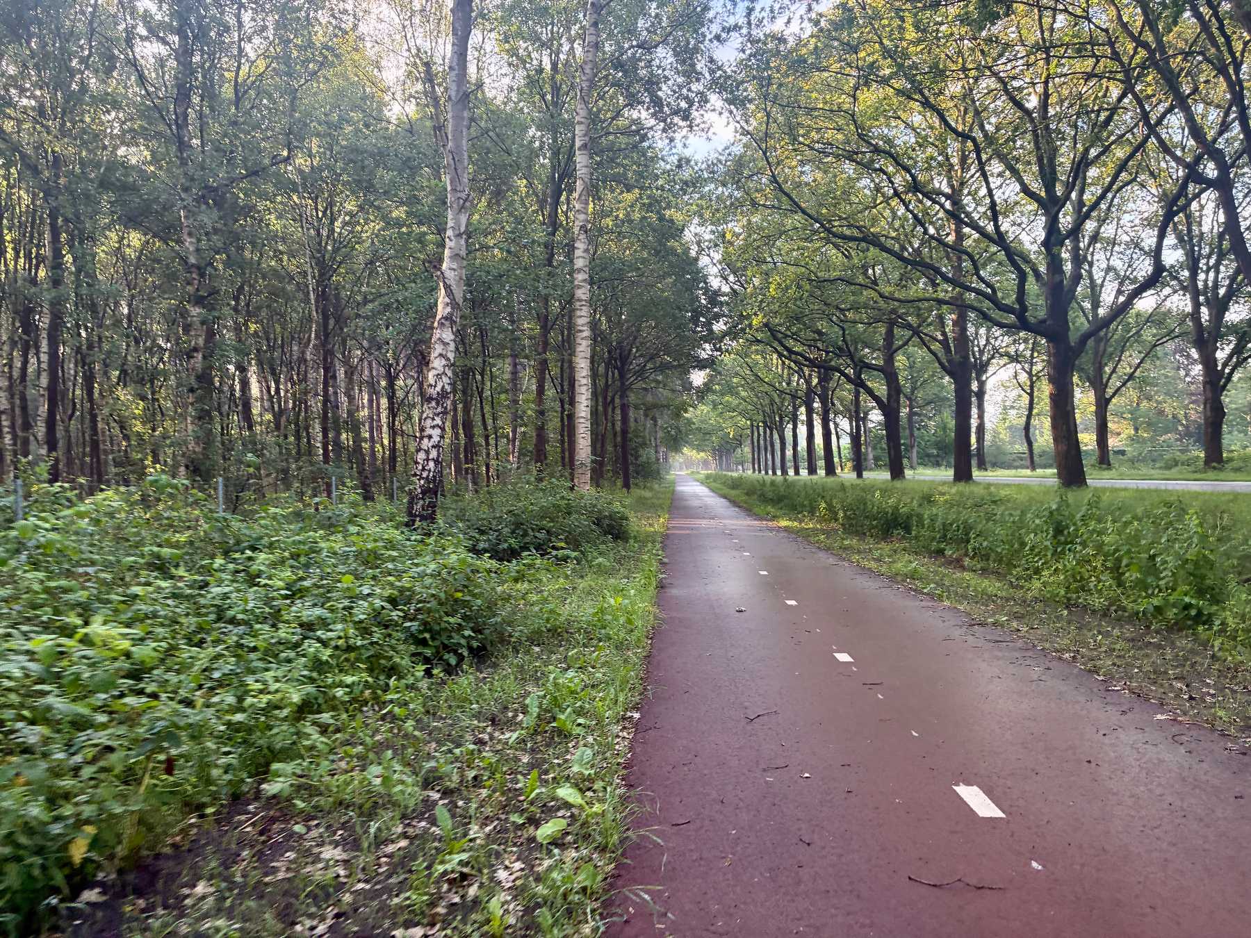 Een verhard pad loopt recht door een bebost gebied met dicht groen aan beide kanten en bomen langs de weg, waardoor een vredige natuurlijke omgeving ontstaat.