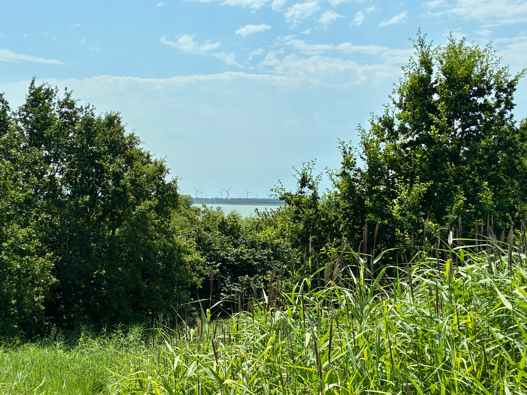 Een weelderig groen landschap met hoge grassen en bomen kijkt uit over een waterlichaam met windturbines die in de verte zichtbaar zijn onder een gedeeltelijk bewolkte lucht.