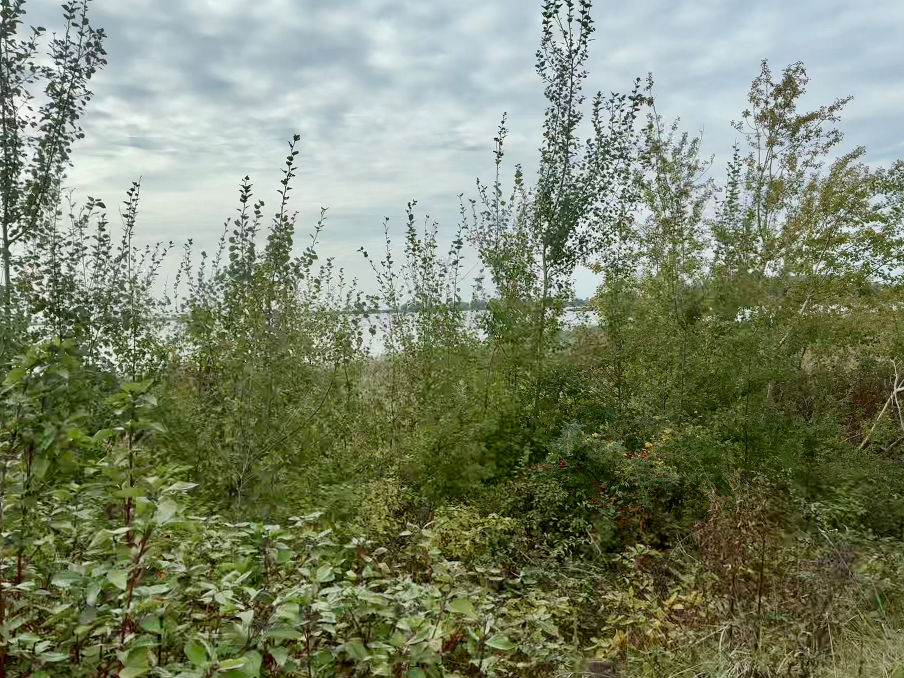 Een dicht struikgewas van groene struiken en jonge bomen staat voor een waterlichaam onder een bewolkte lucht.