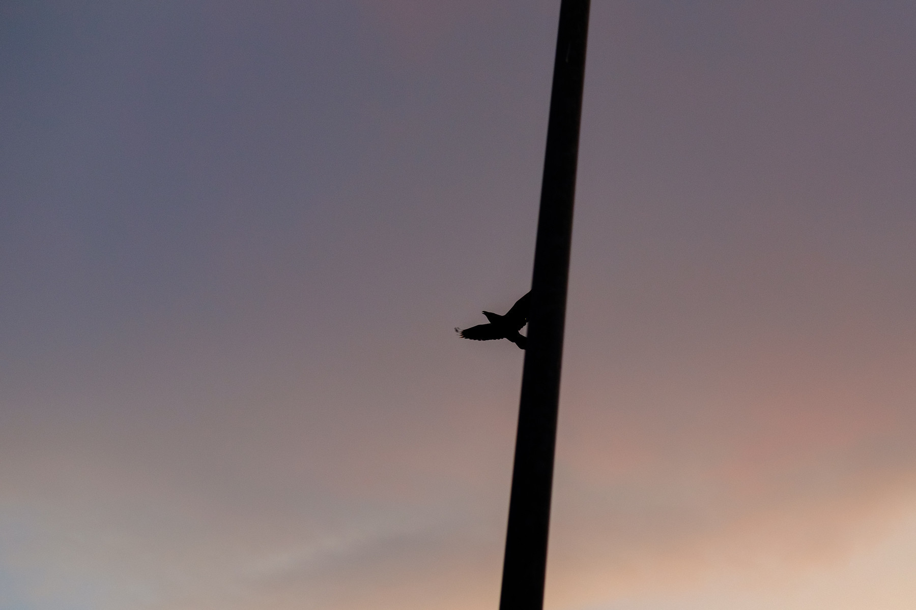 Silhouette of a raven in the Reykjavík sky.