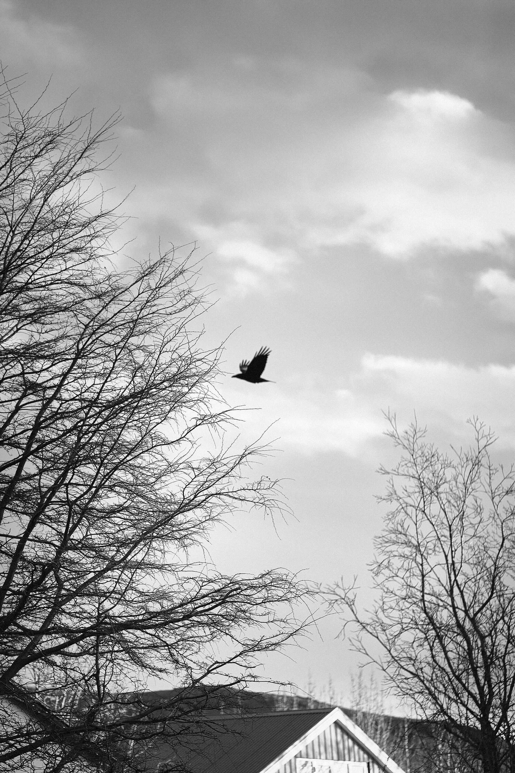 Raven flying between trees