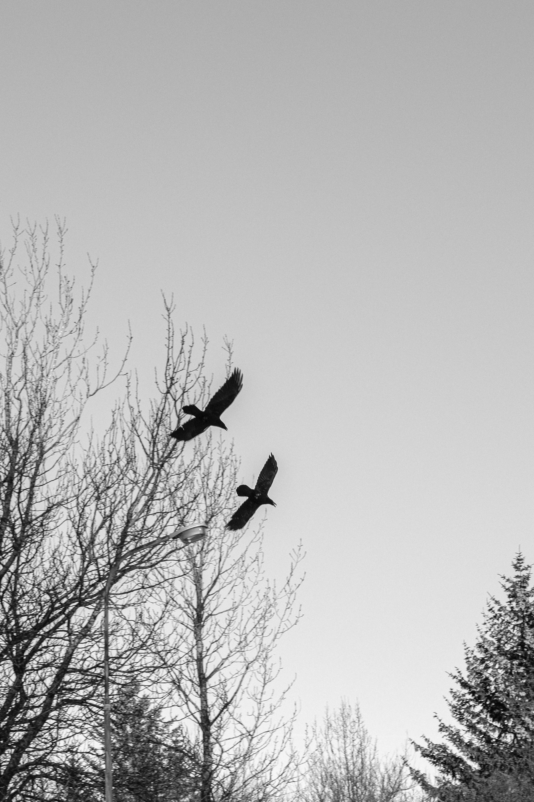 two ravens playing chase