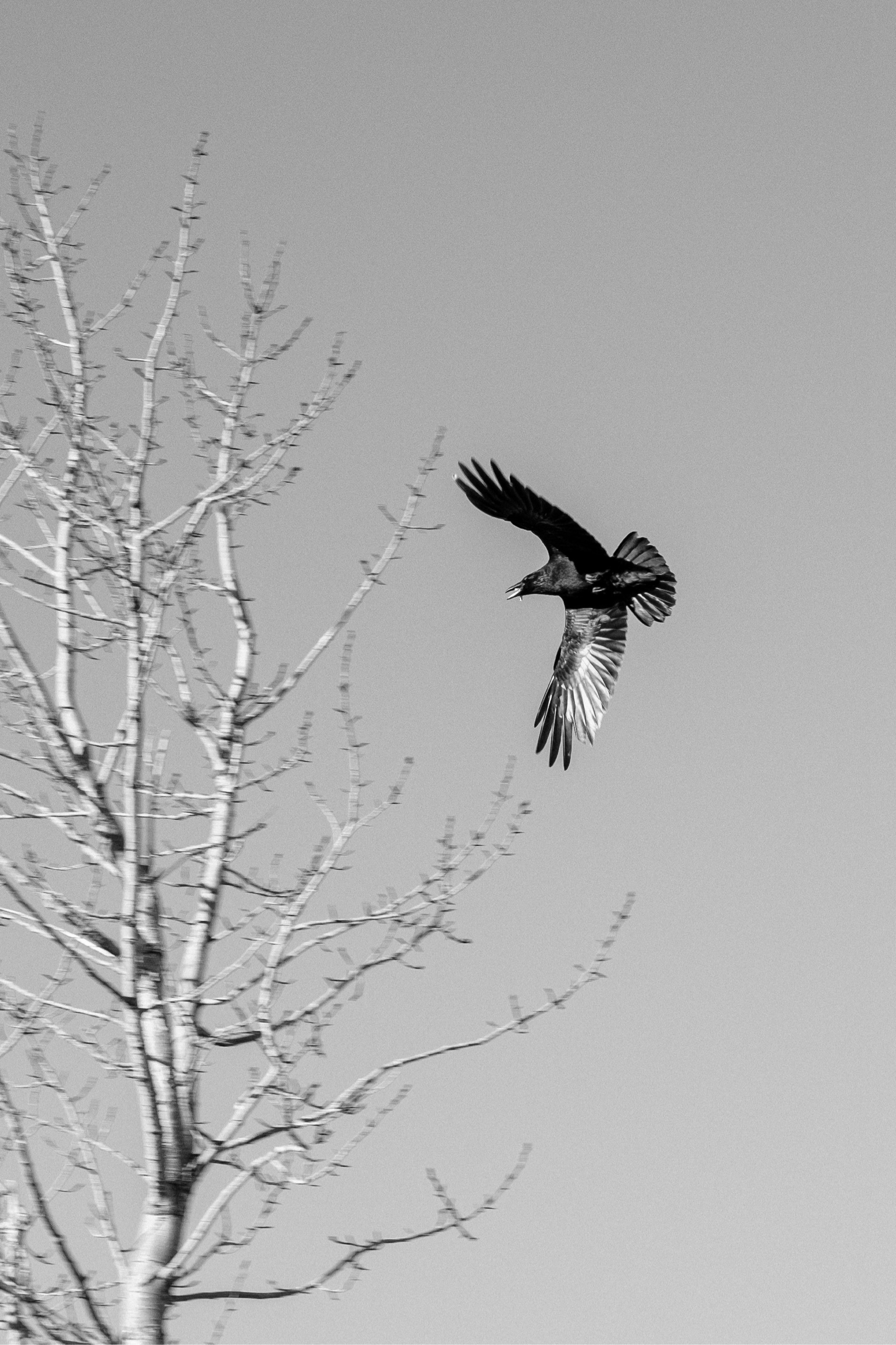 A raven flies with something in its beak