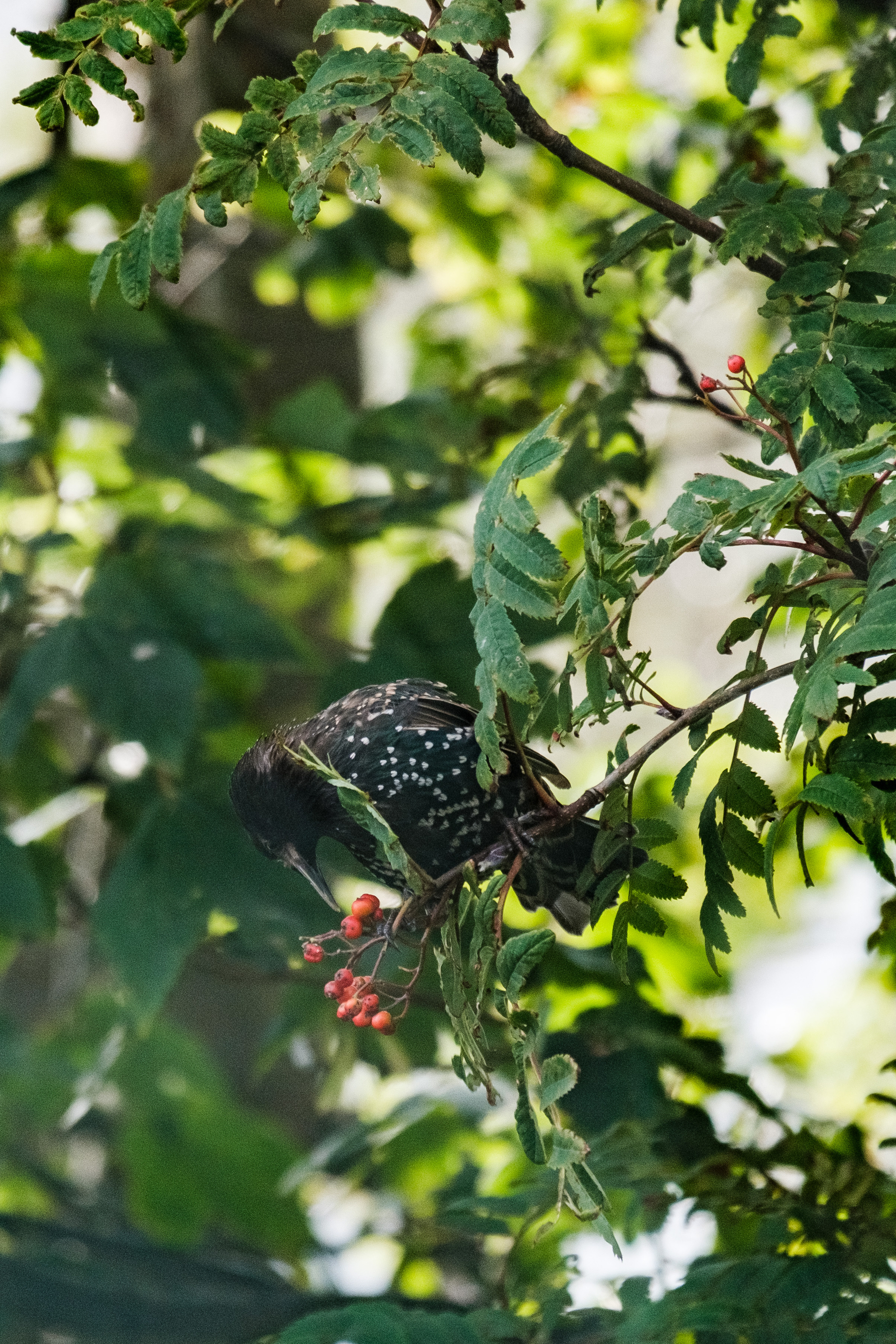 A common starling picking at some berries in a rowan tree.
