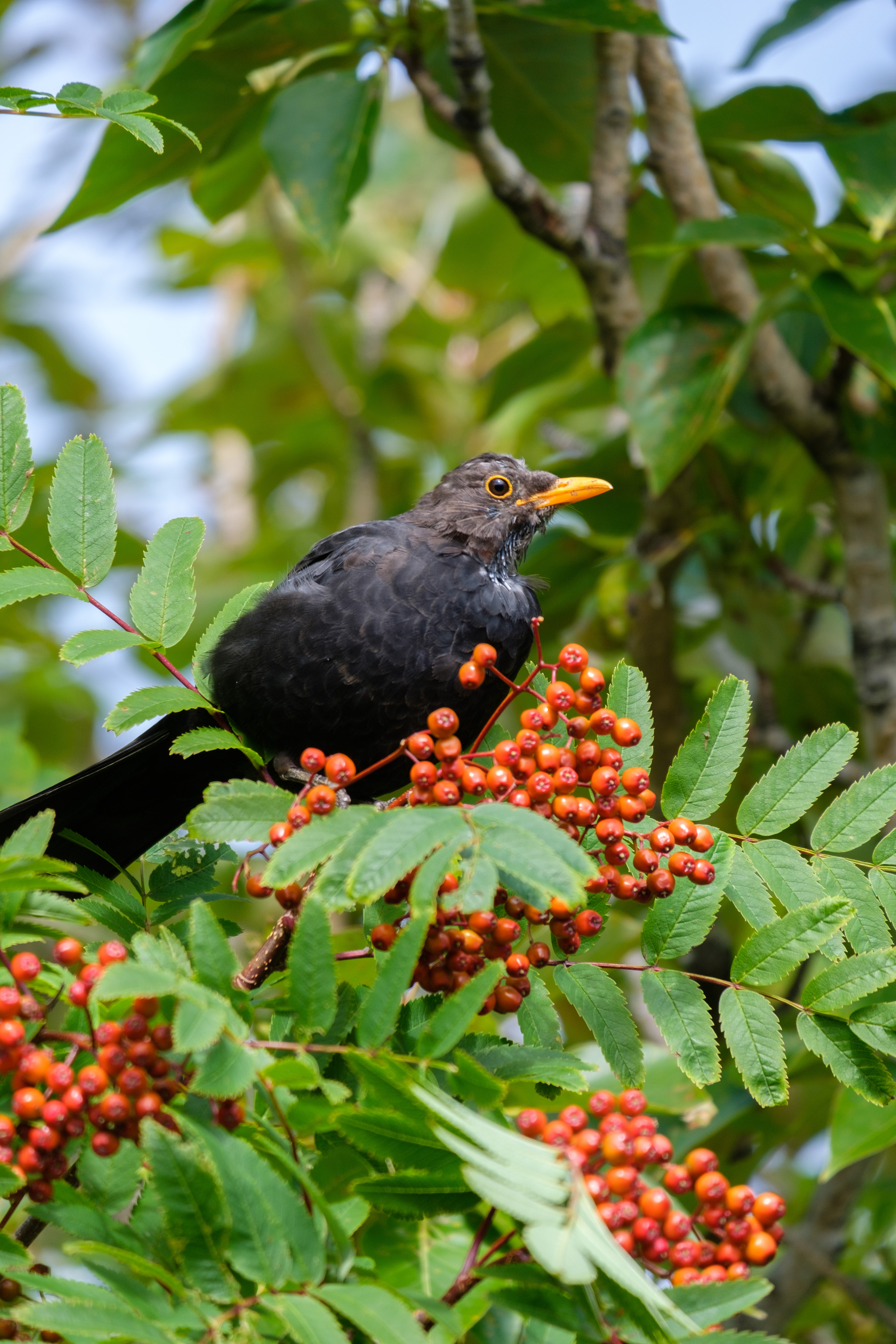 A male blackbird looks at the camera with suspicion in between pecking at the berries in a rowan tree.
