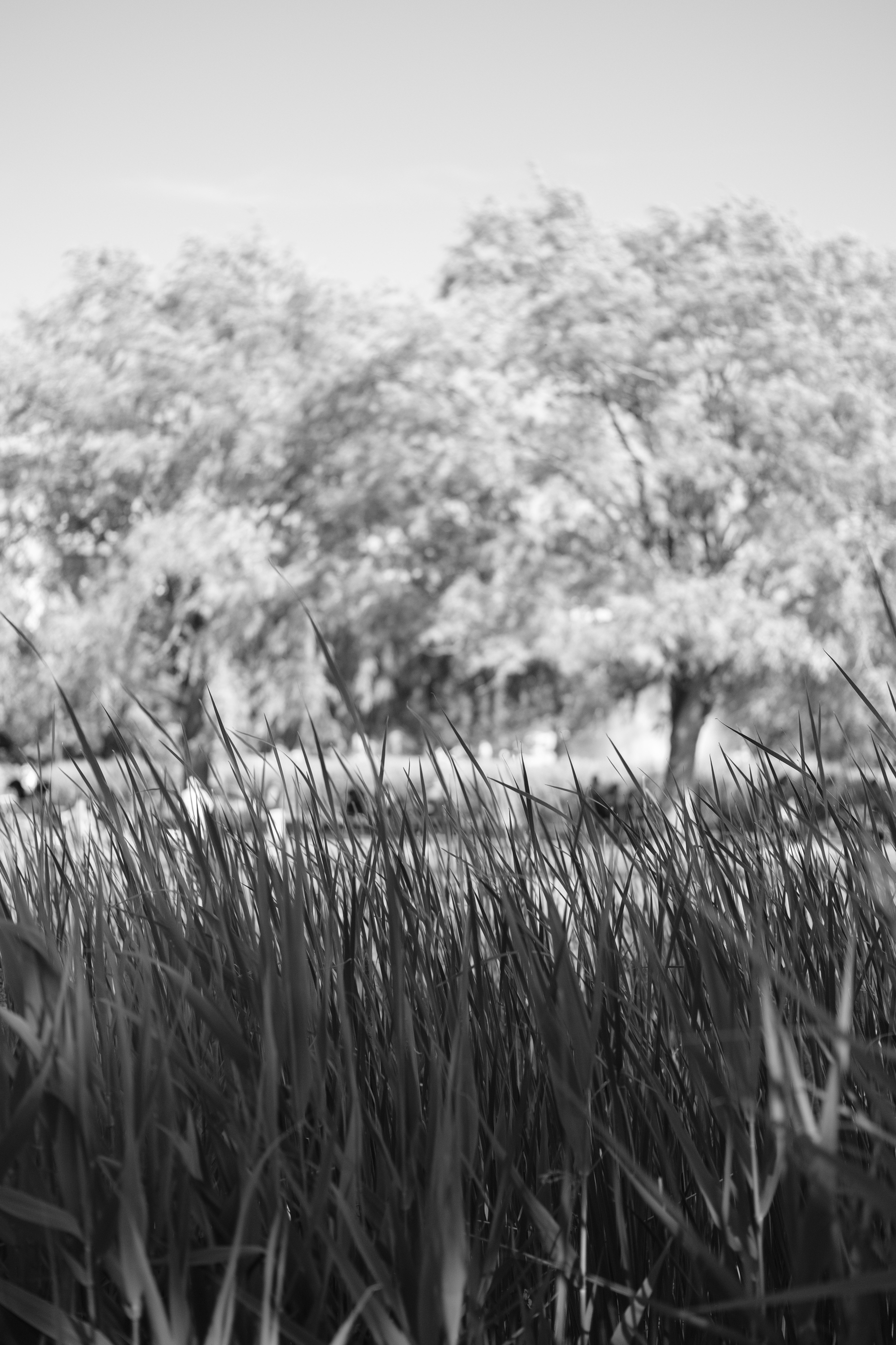 We see out-of-focus trees through a row of tall grass.