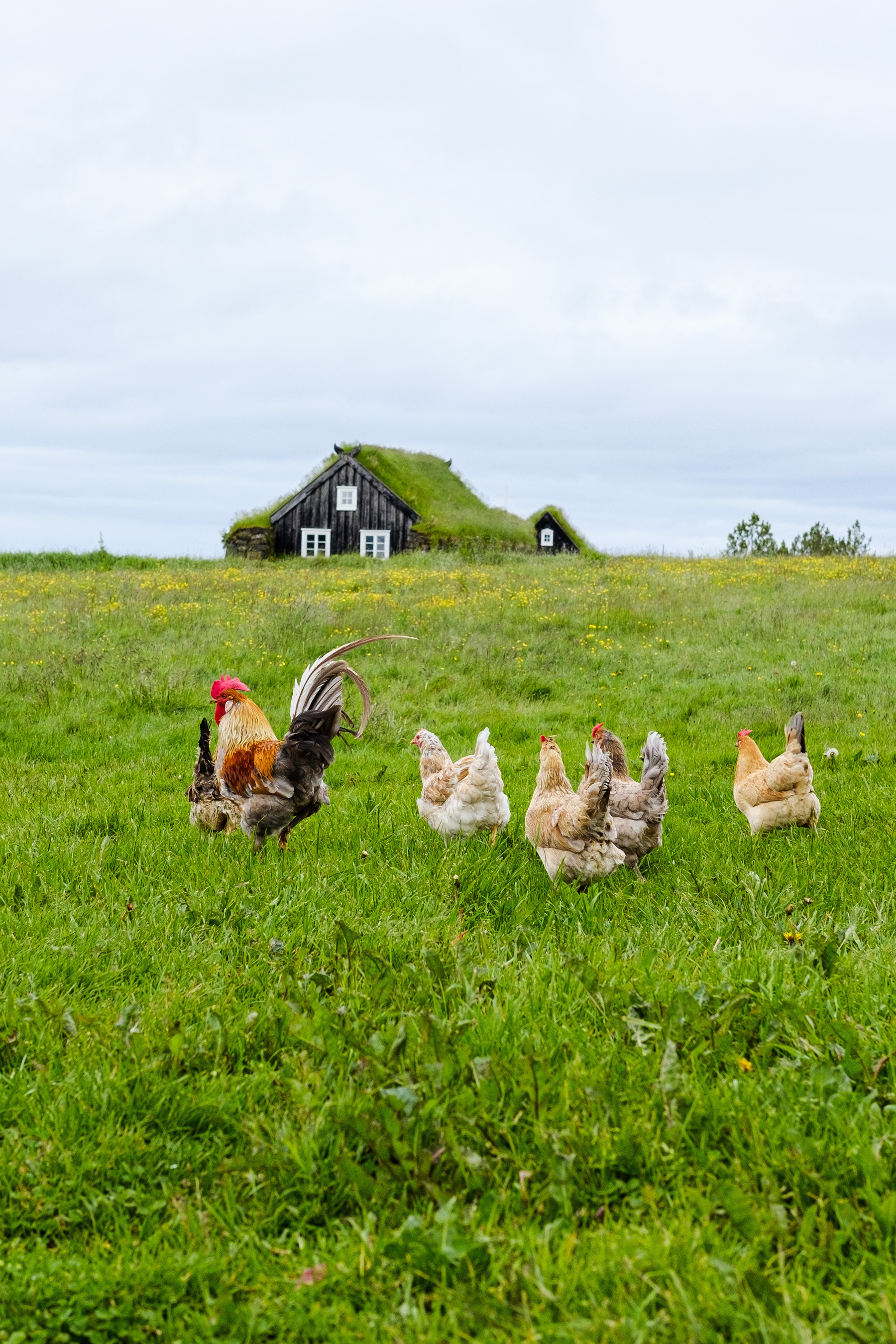 A photo taken in Árbæjarsafn which is a museum dedicated to Iceland’s architectural history. The chickens are “landnámshænur” which is said to be the original viking breed of chicken.