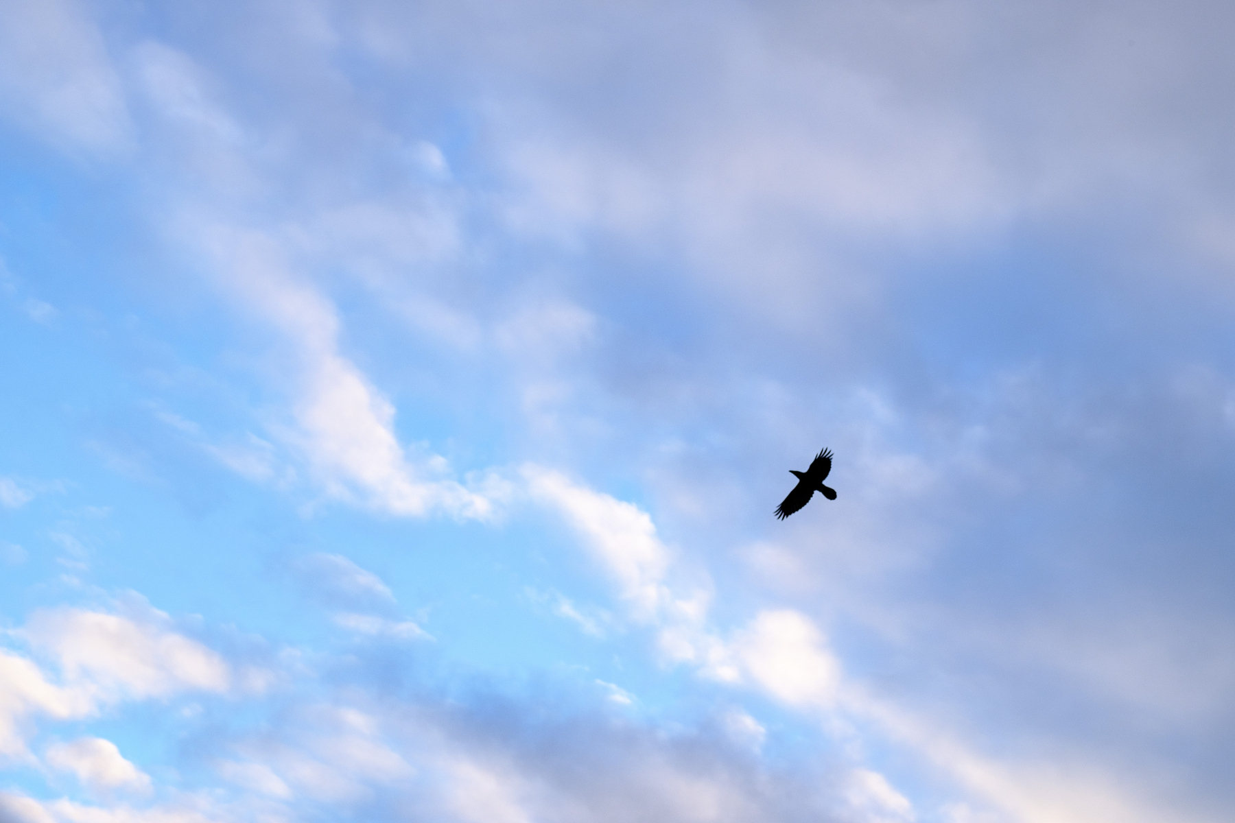 Another raven flying photo