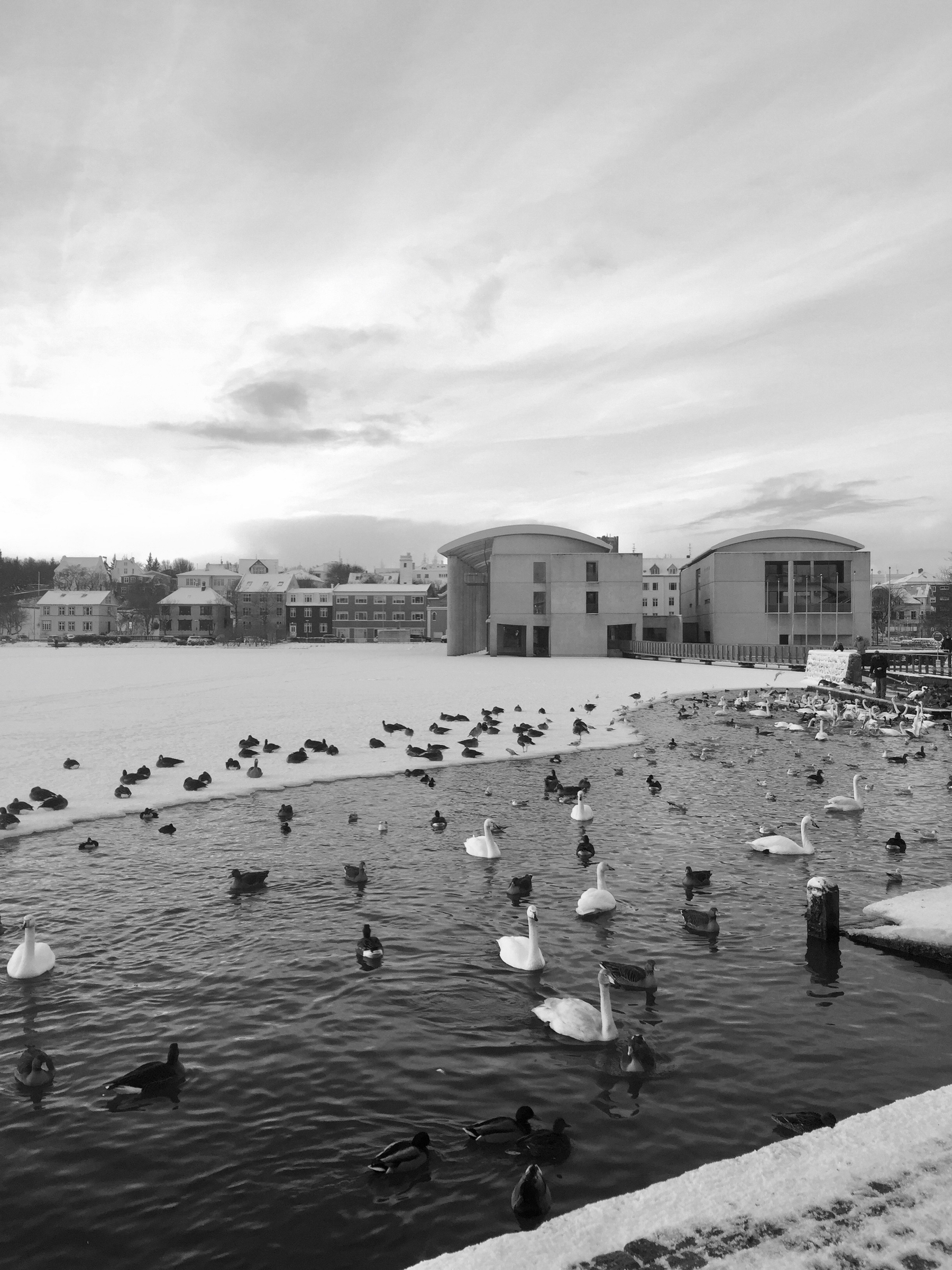 A view of the pond and Reykjavík city hall. Part of the pond is frozen but the birds keep to the part that isn’t.