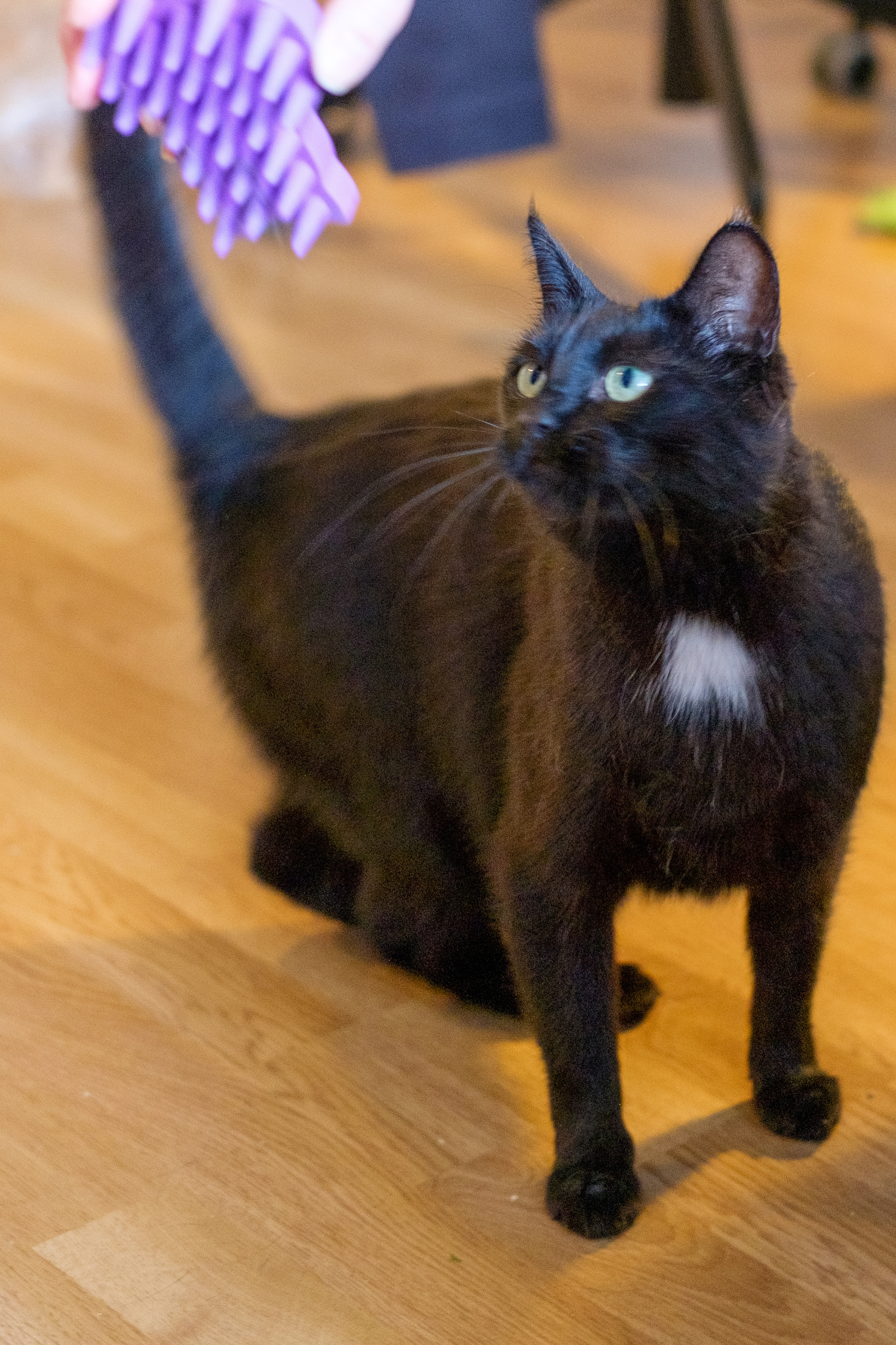 Kolka, a black cat with a white spot on her chest, turns around to look at something that interests her.