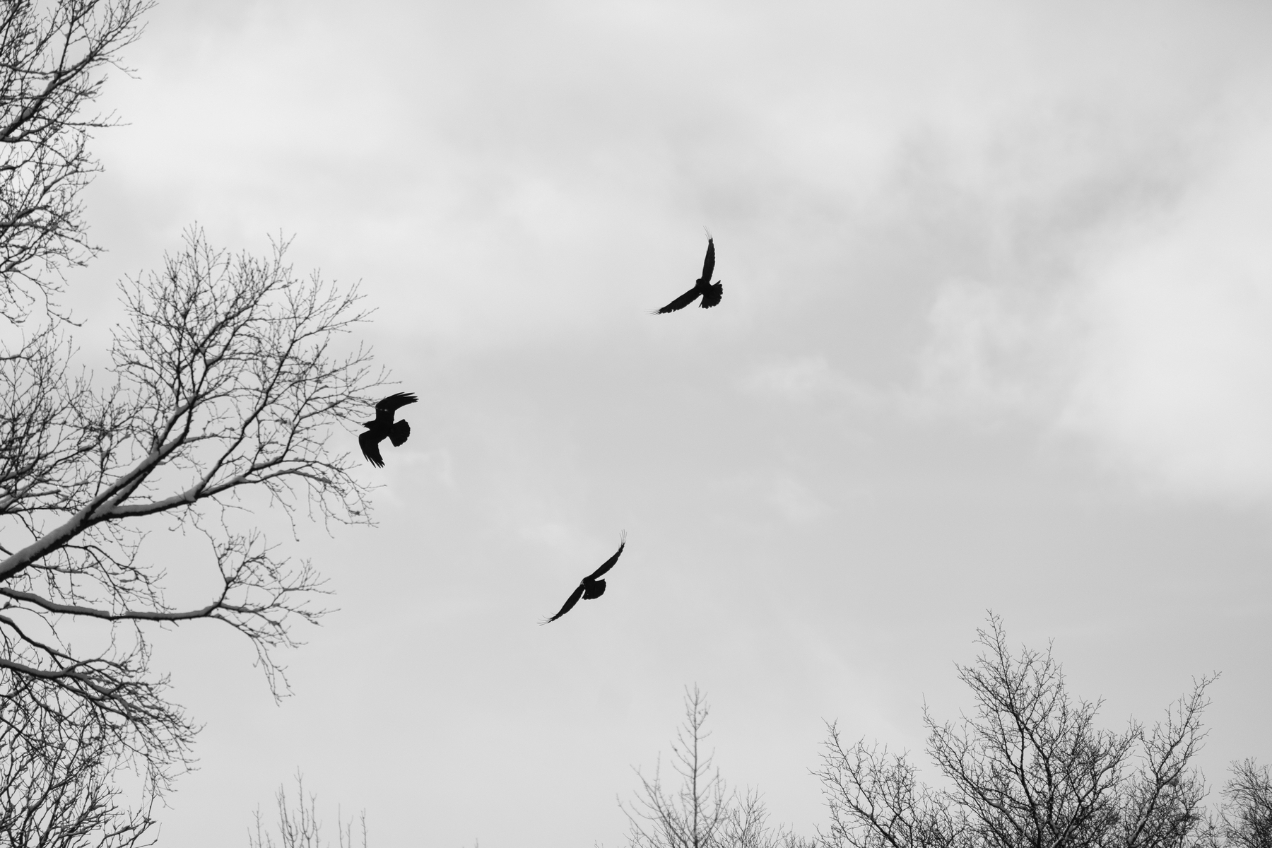 Three ravens flying over some trees