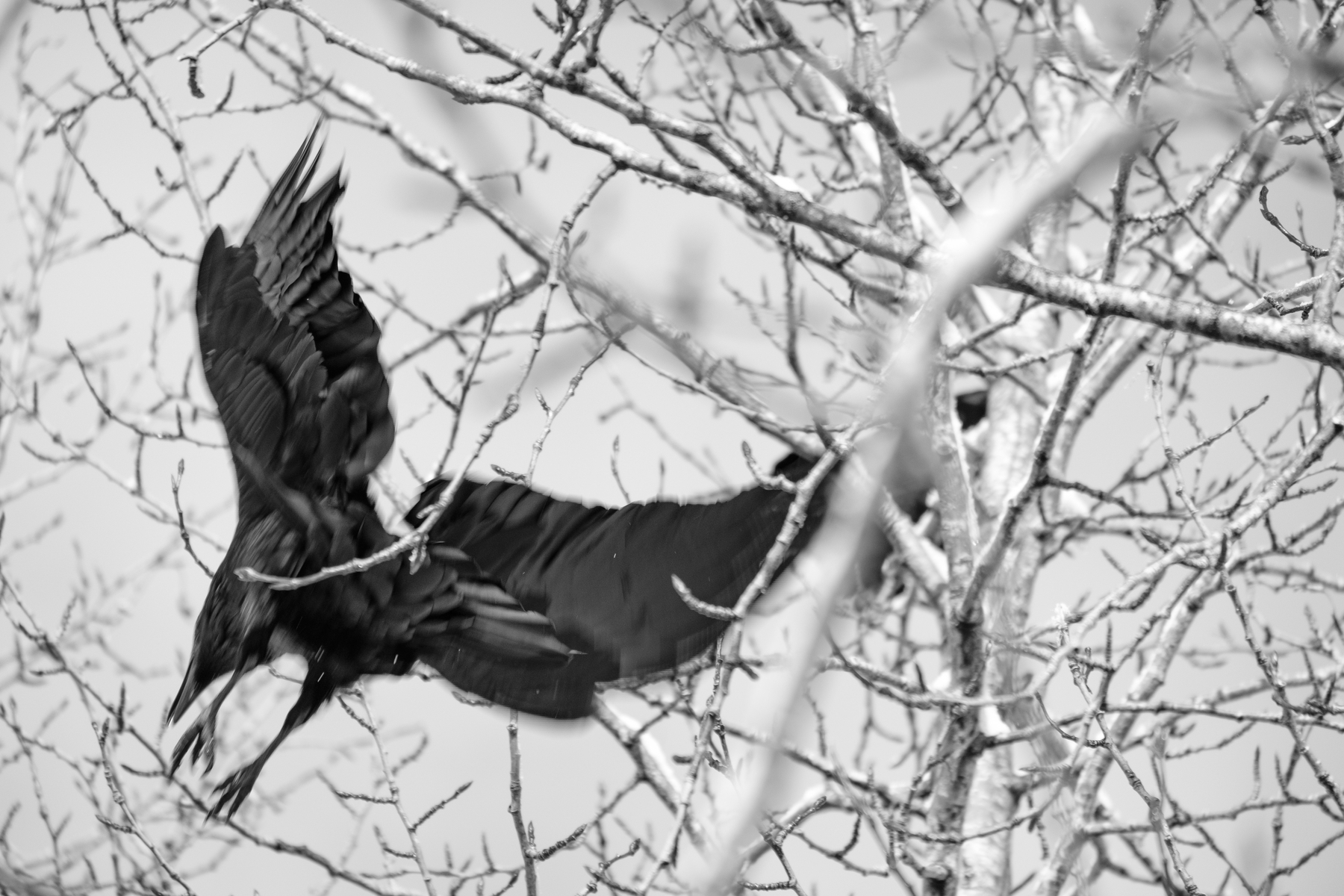 A blurry photo of a raven hopping from branch to branch