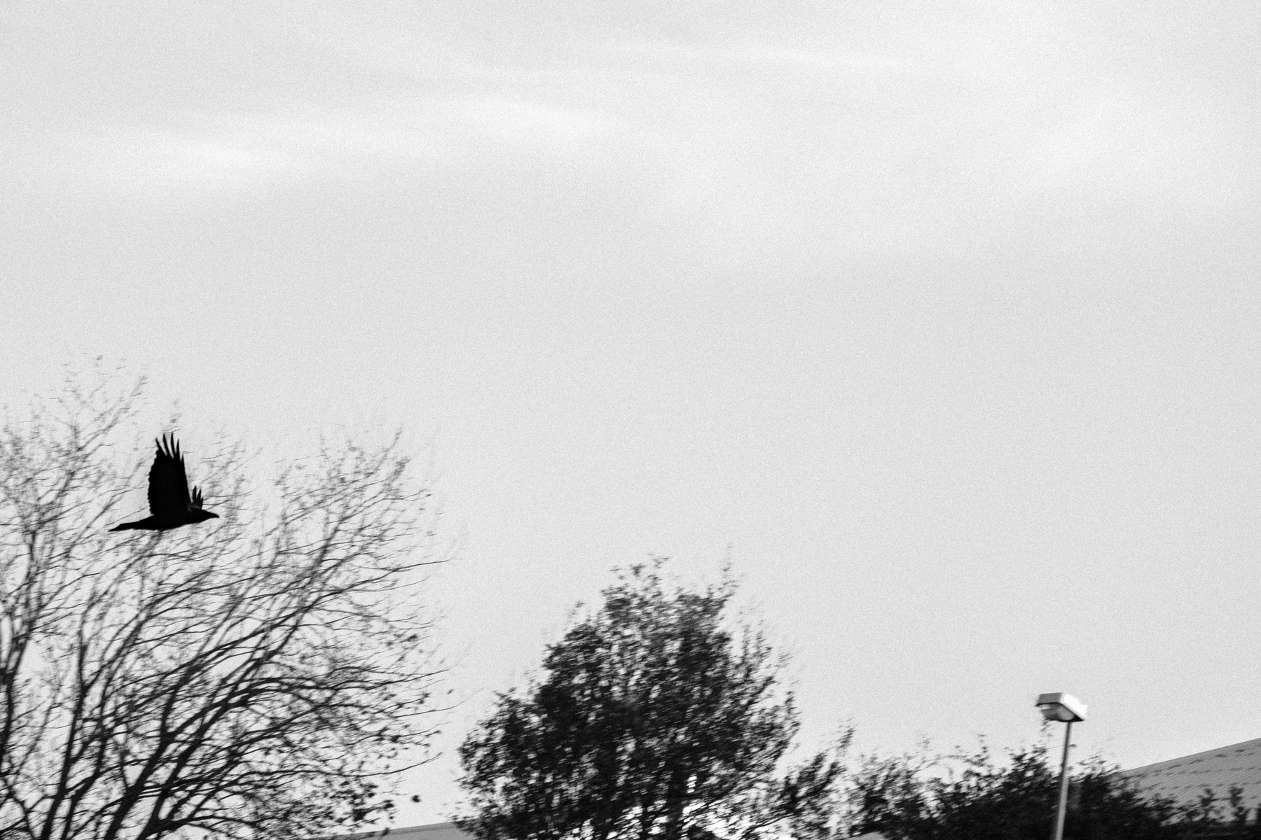 A black and white photo of a raven flying. A bit blurry.