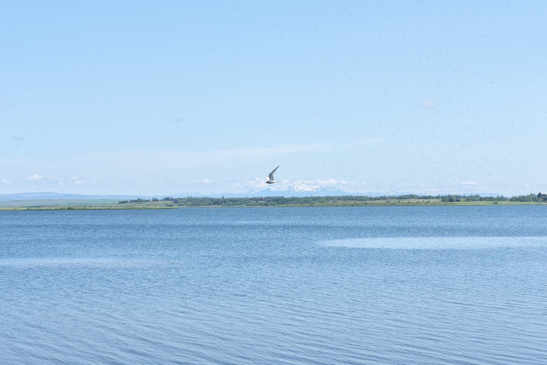 An arctic tern flies over Laugarvatn. The picture is extremely blue.