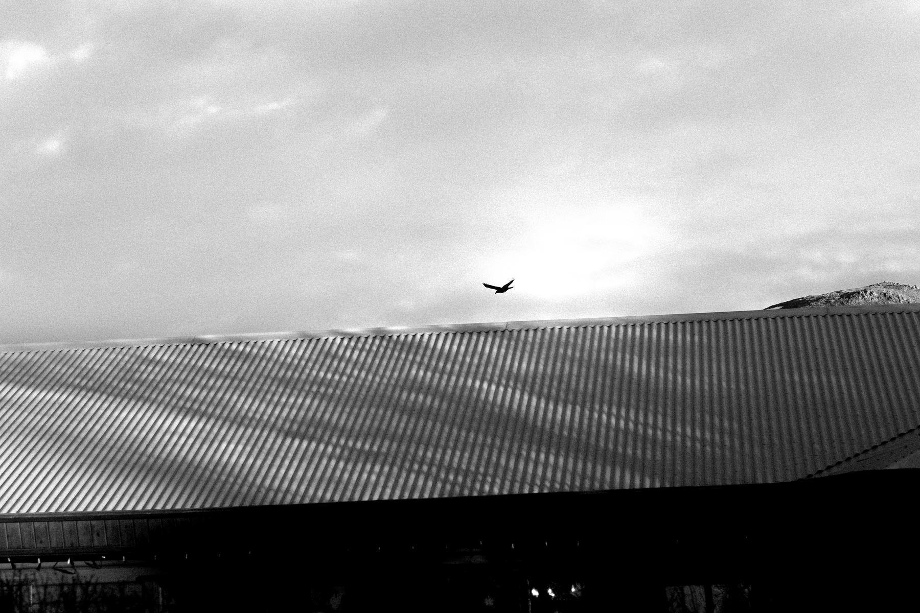 A raven flies over a roof.