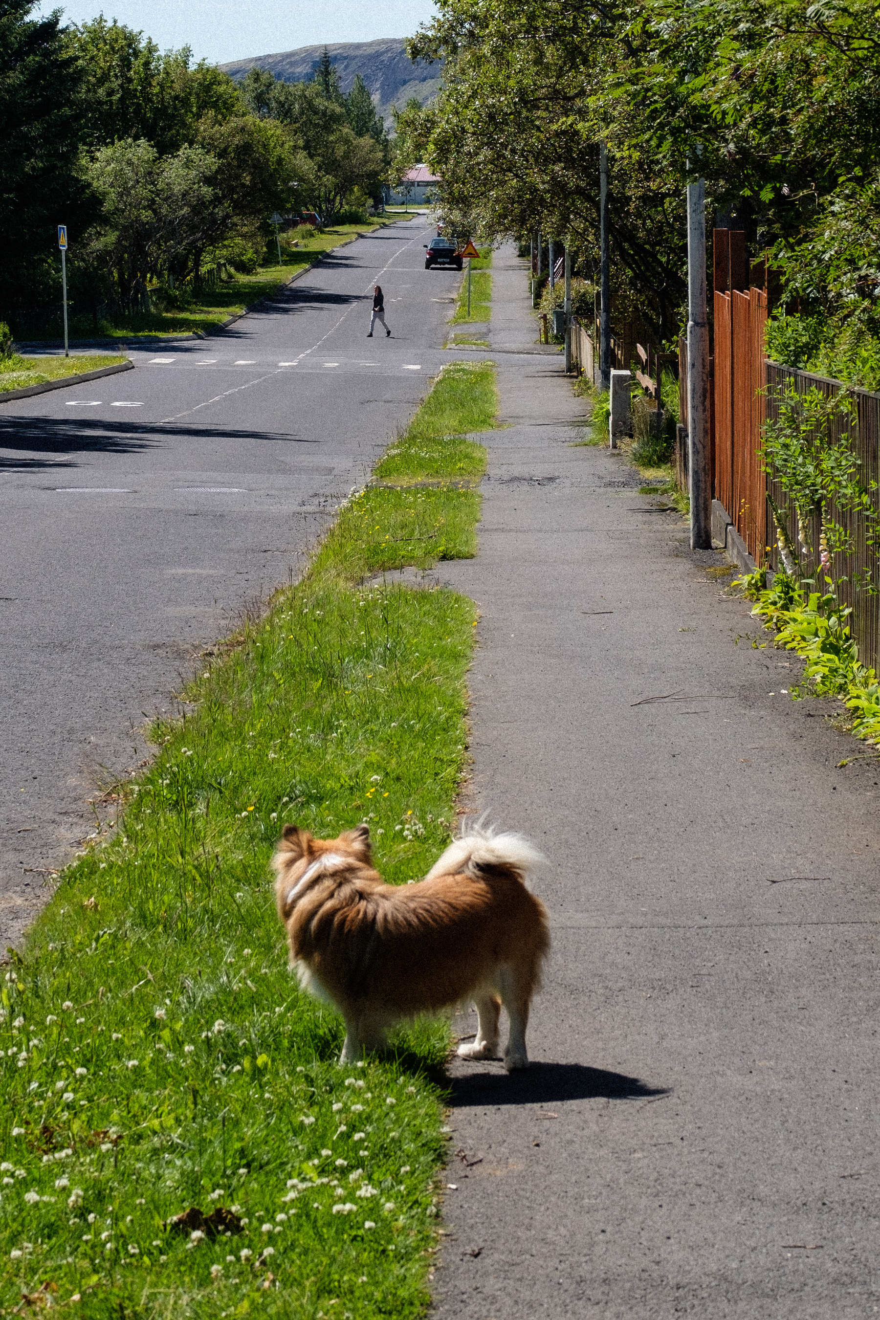 An Icelandic dog (that’s a breed, not a nationality, although it’s probably Icelandic too, I didn’t ask it) stares down the road at a pedestrian in the distance.