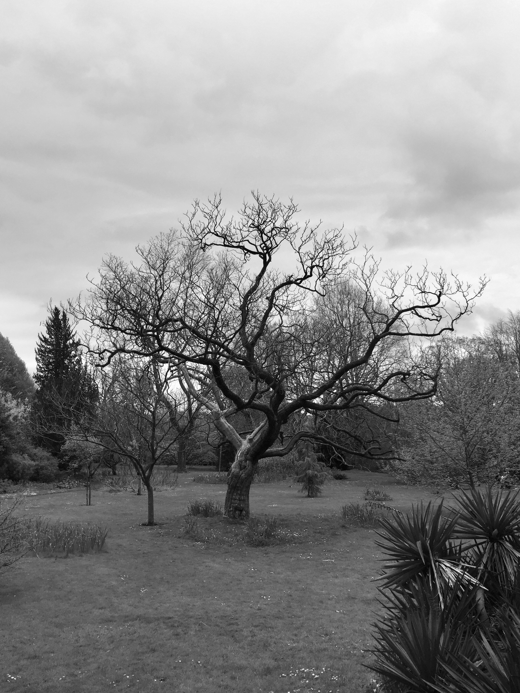 A black and white picture of a leafless tree.