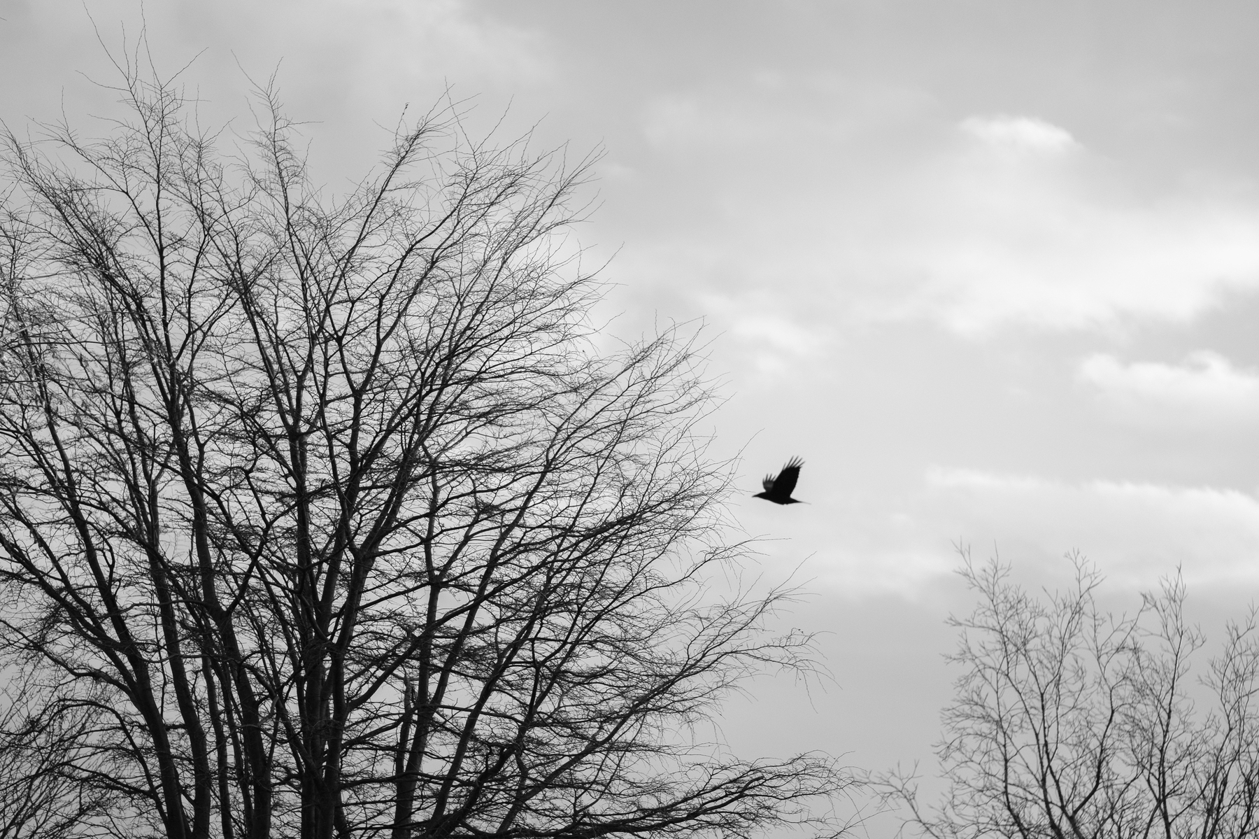 A raven flies past a tree.