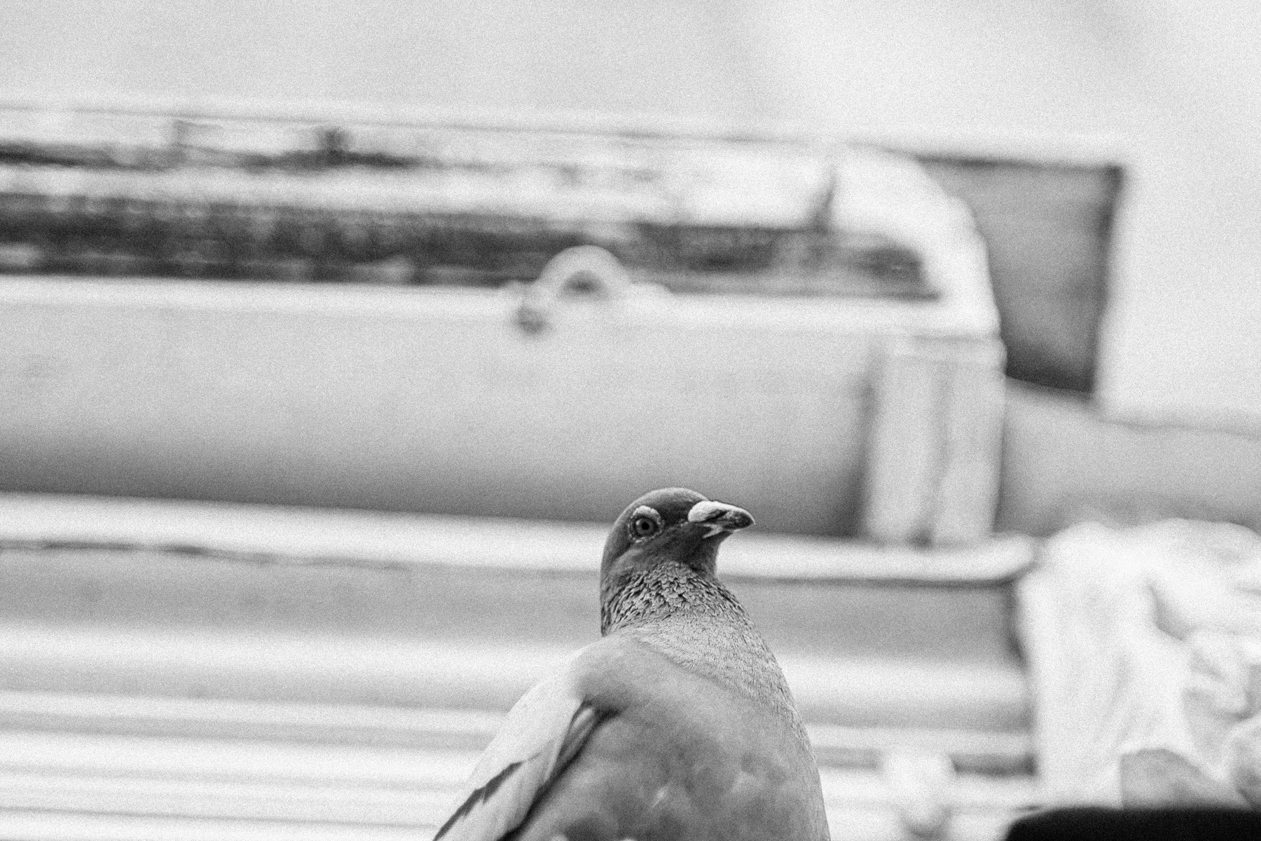 A pigeon stares down at the camera