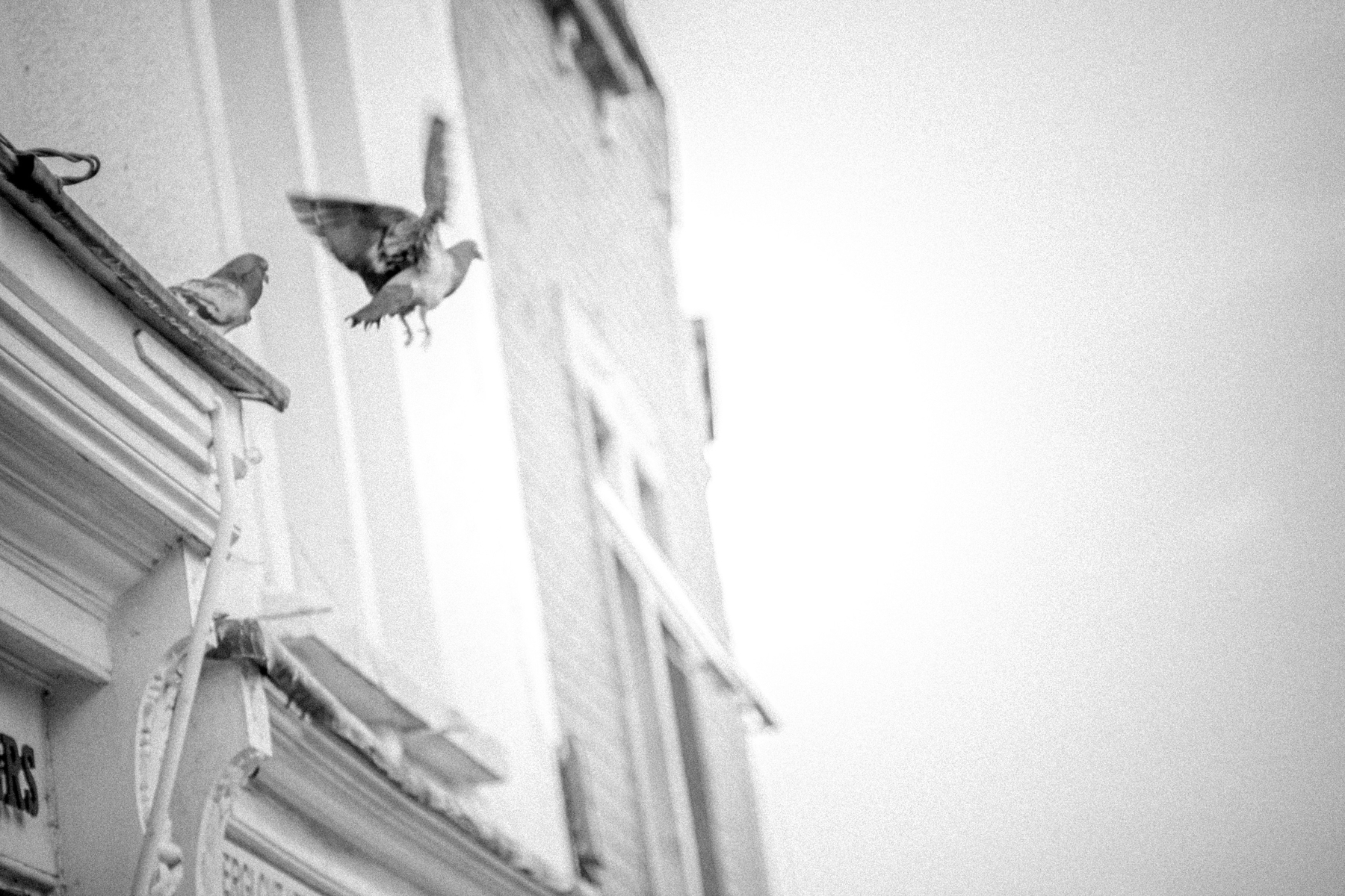 A pigeon flies off a windowsill