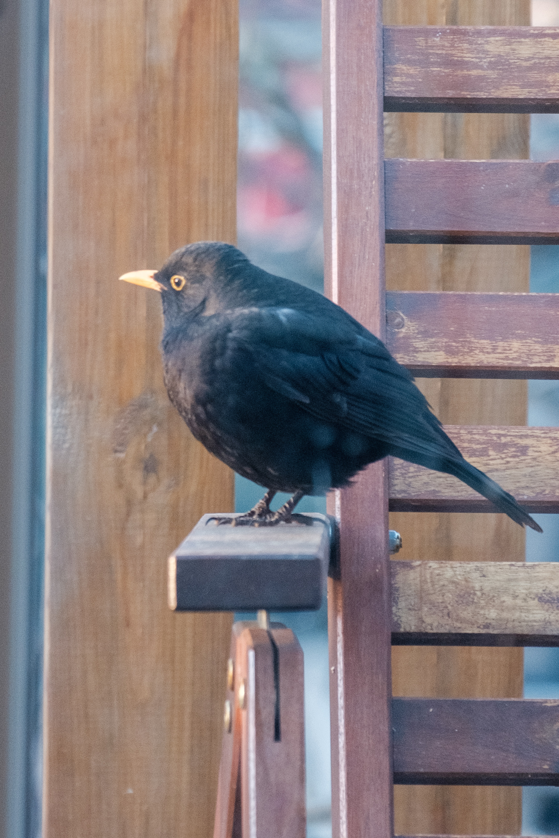 Photo shot through a balcony door, of a male blackbird perched on a balcony chair.