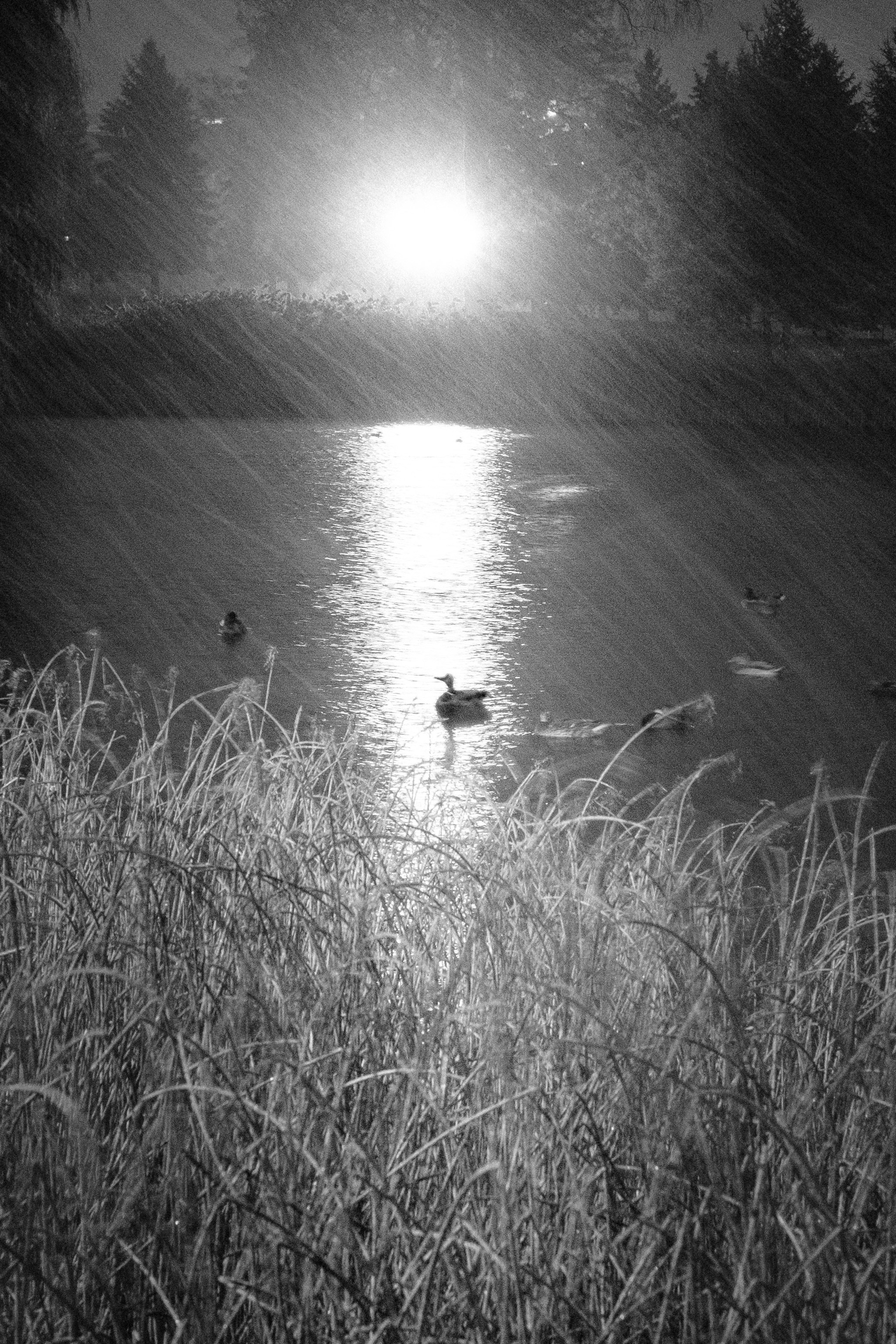 A scruffy, blurry, grainy photo of a duck in rain.