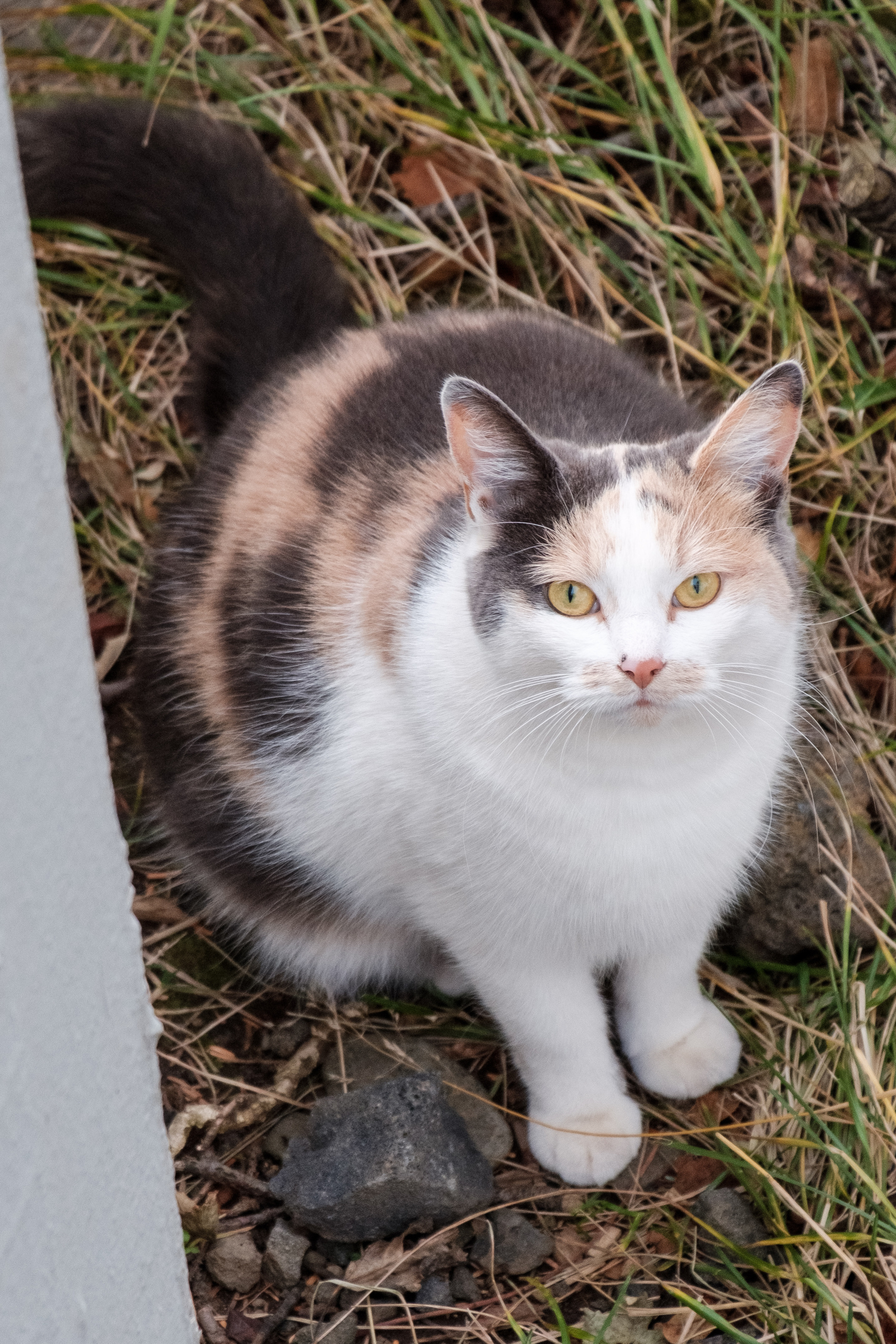 A calico cat sits in the grass and looks up at the photographer (me).