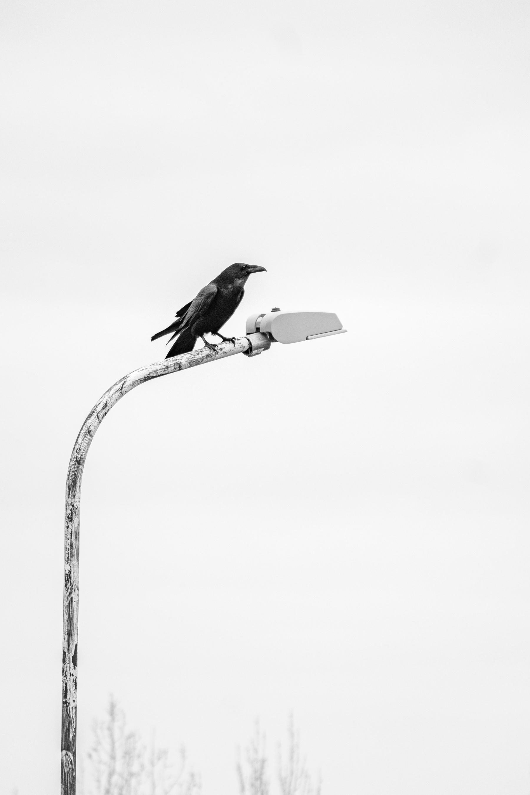 A raven walks up to the top of the streetlight.