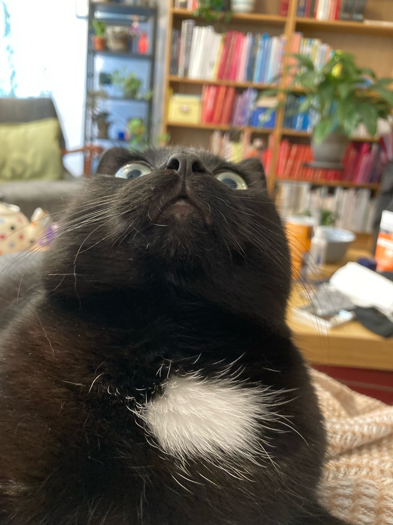 Kolka, a black cat with a white spot, is making a face and staring up at the ceiling.