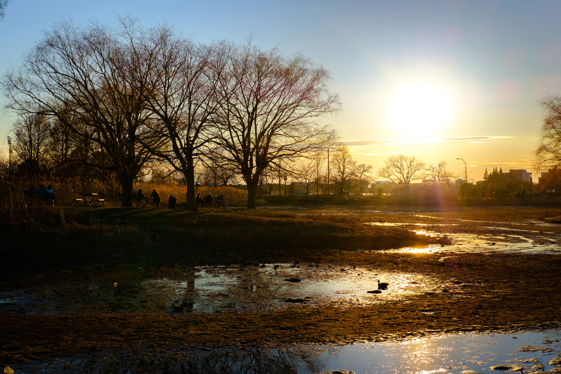 The sun is setting and the pond is dry. A lone duck wanders through the pond bed.