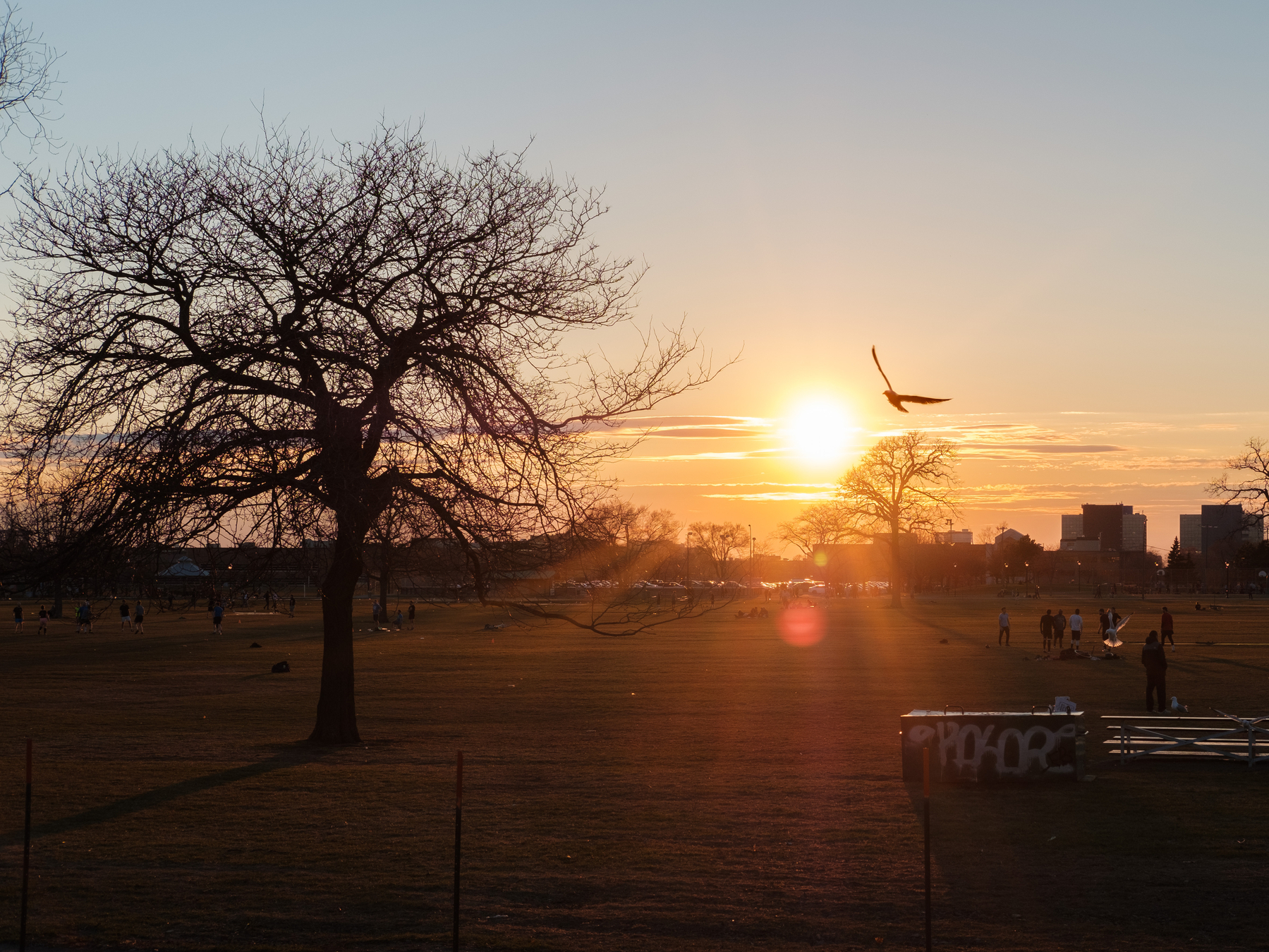 A gull flies past a tree as the sun sets in Parc Jarry.