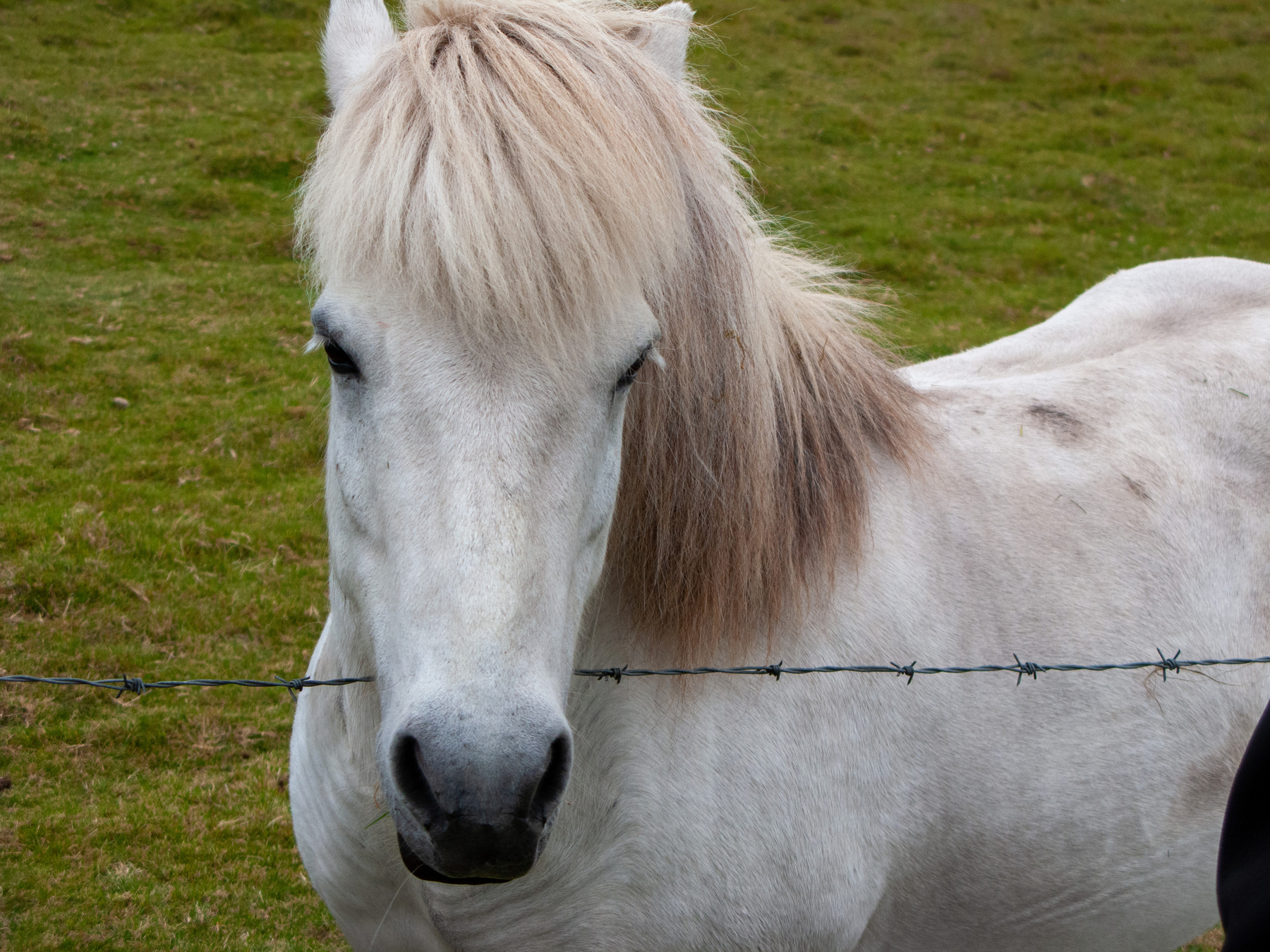 An Icelandic horse looks at us with curiosity. (This is a type of horse, not their nationality, though it was Icelandic too) 