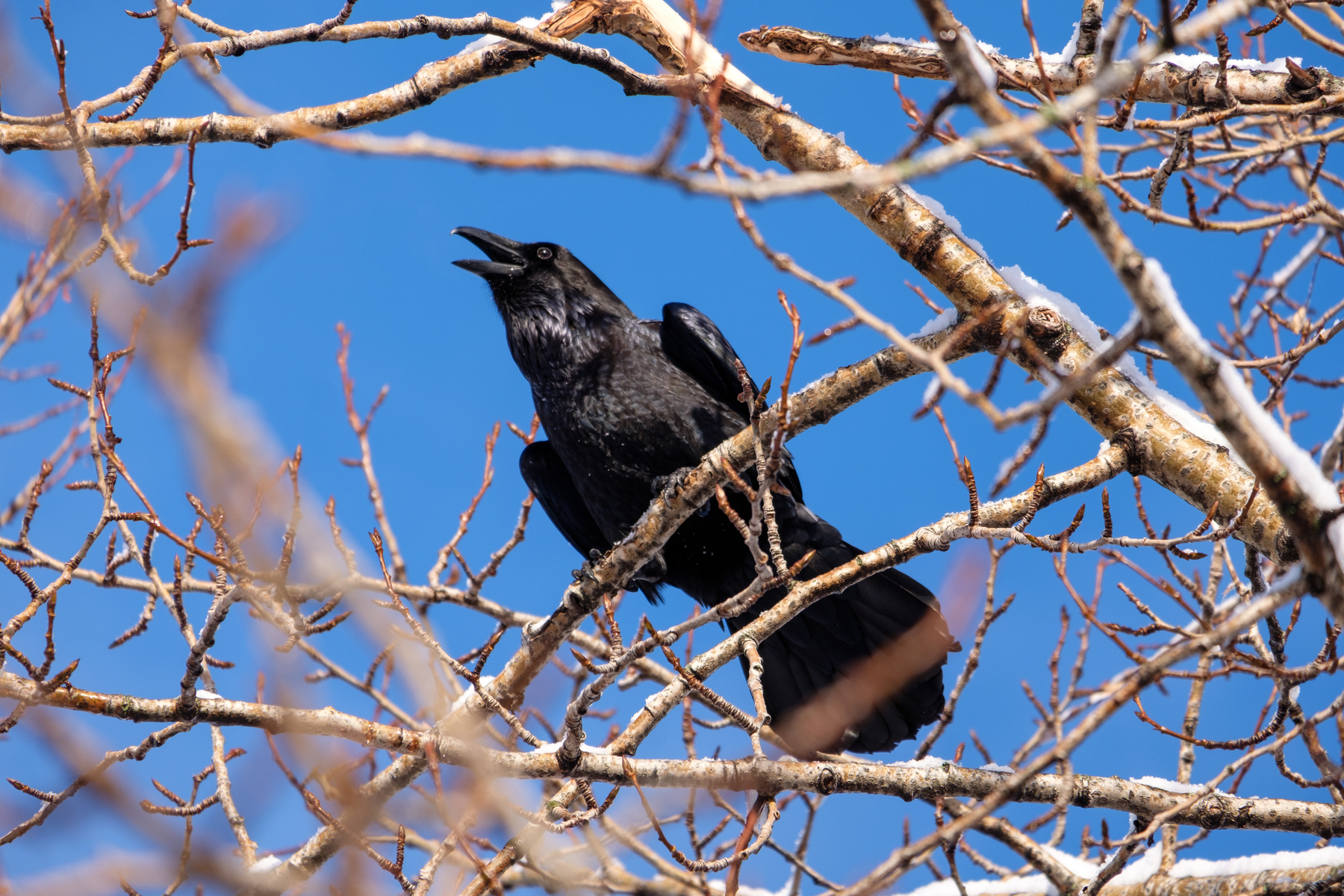 Finally, a raven sitting still long enough for a photo