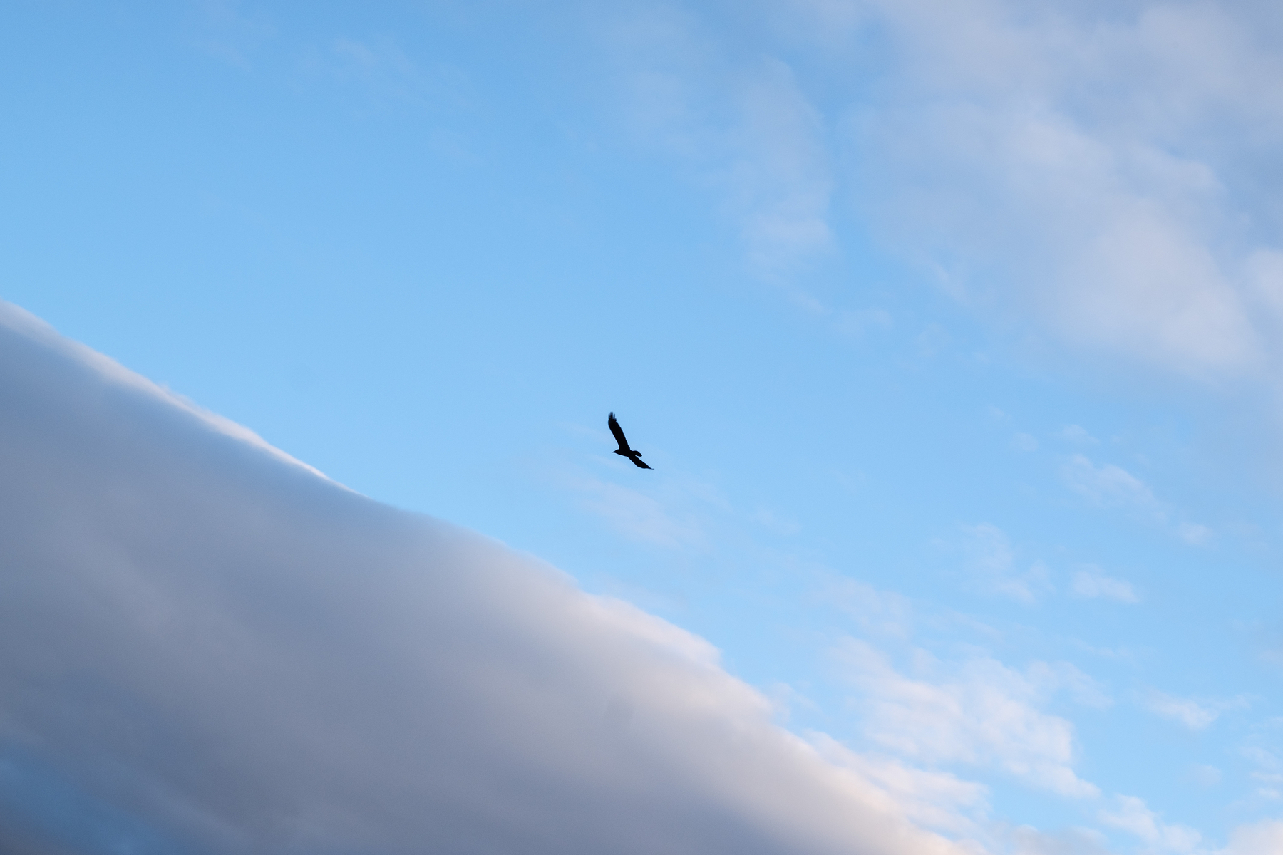 A raven flying next to a cloud
