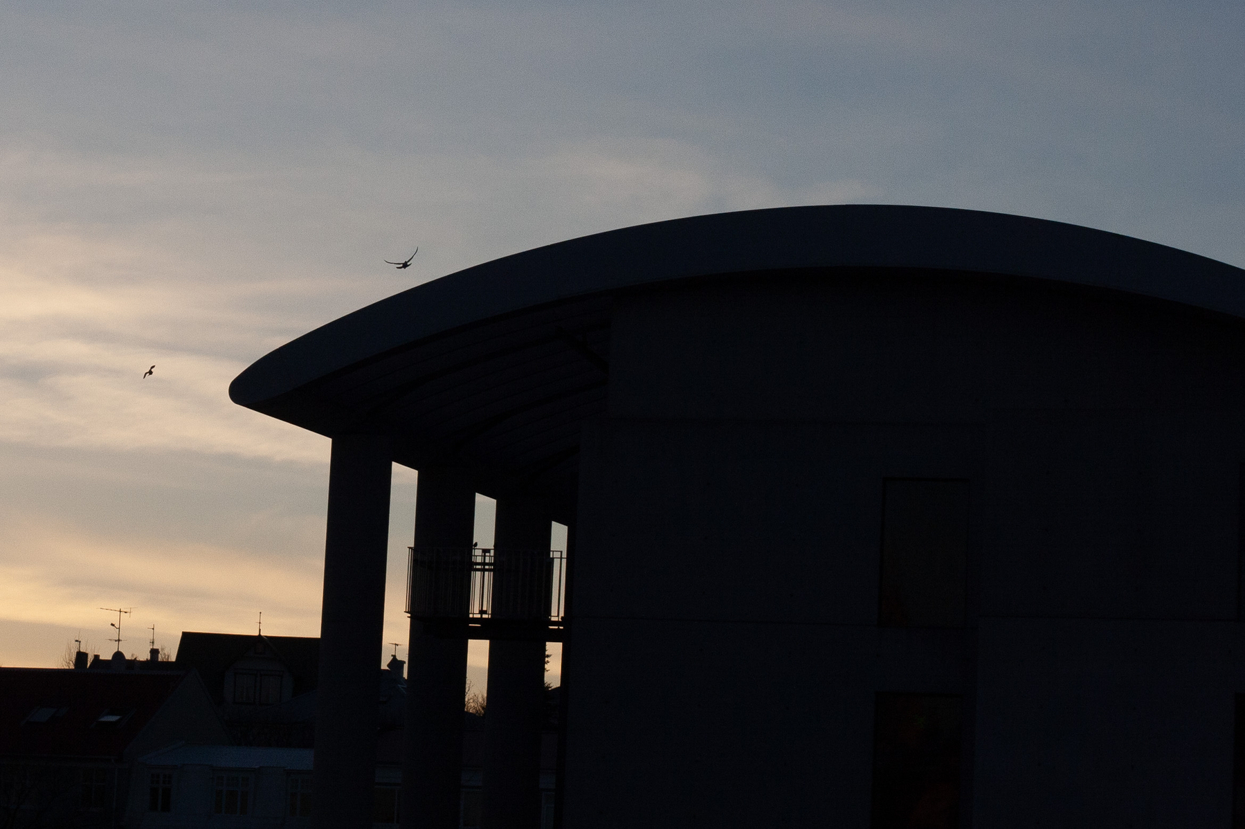 A seagull flies over Reykjavík City Hall