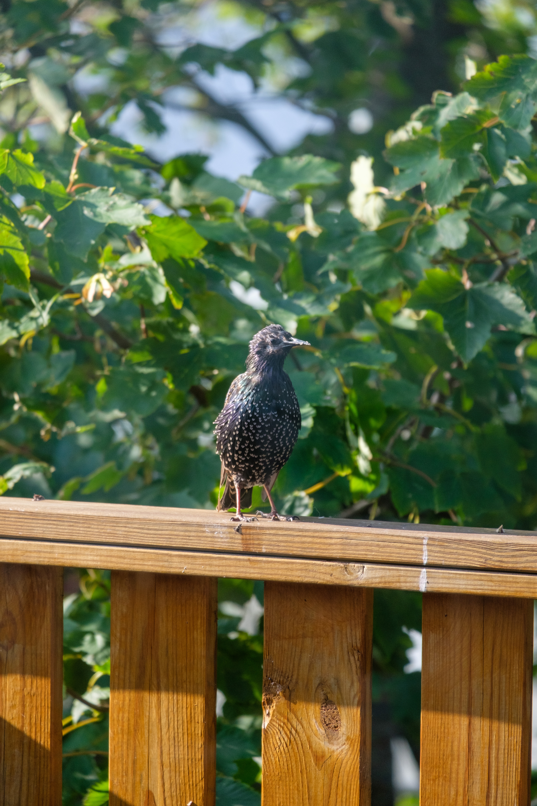 Another starling (or the same one, I can’t tell) carefully inspects the surroundings.