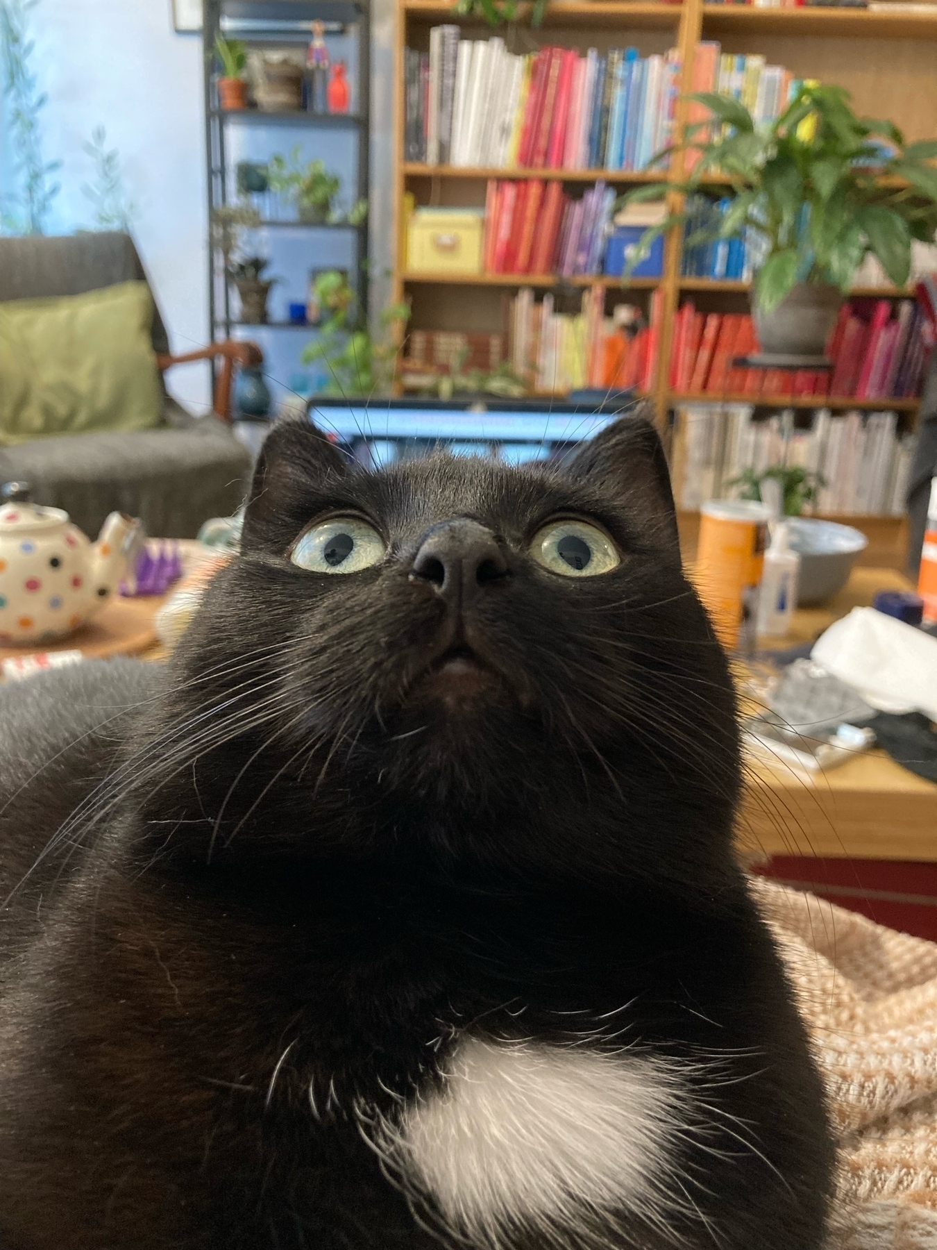Kolka, a black cat with a white spot, is again making a face and staring up at the ceiling