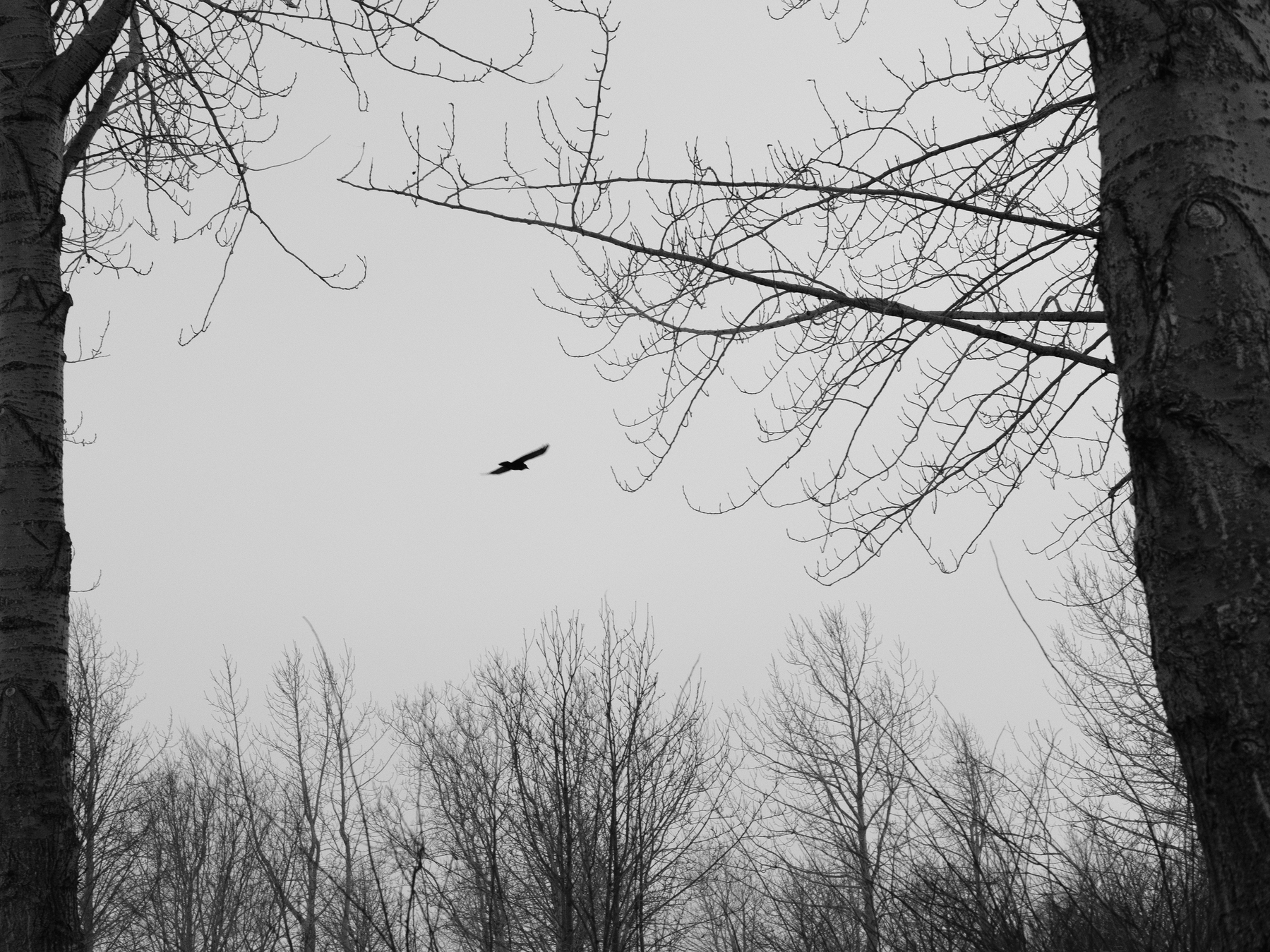 A raven is seen though a pair of trees flying
