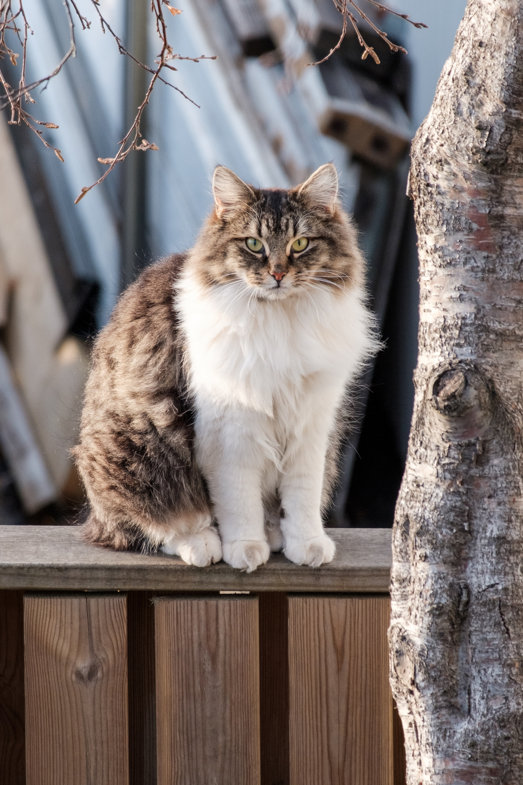 A very fluffy cat sits on a fence and stares into the camera.