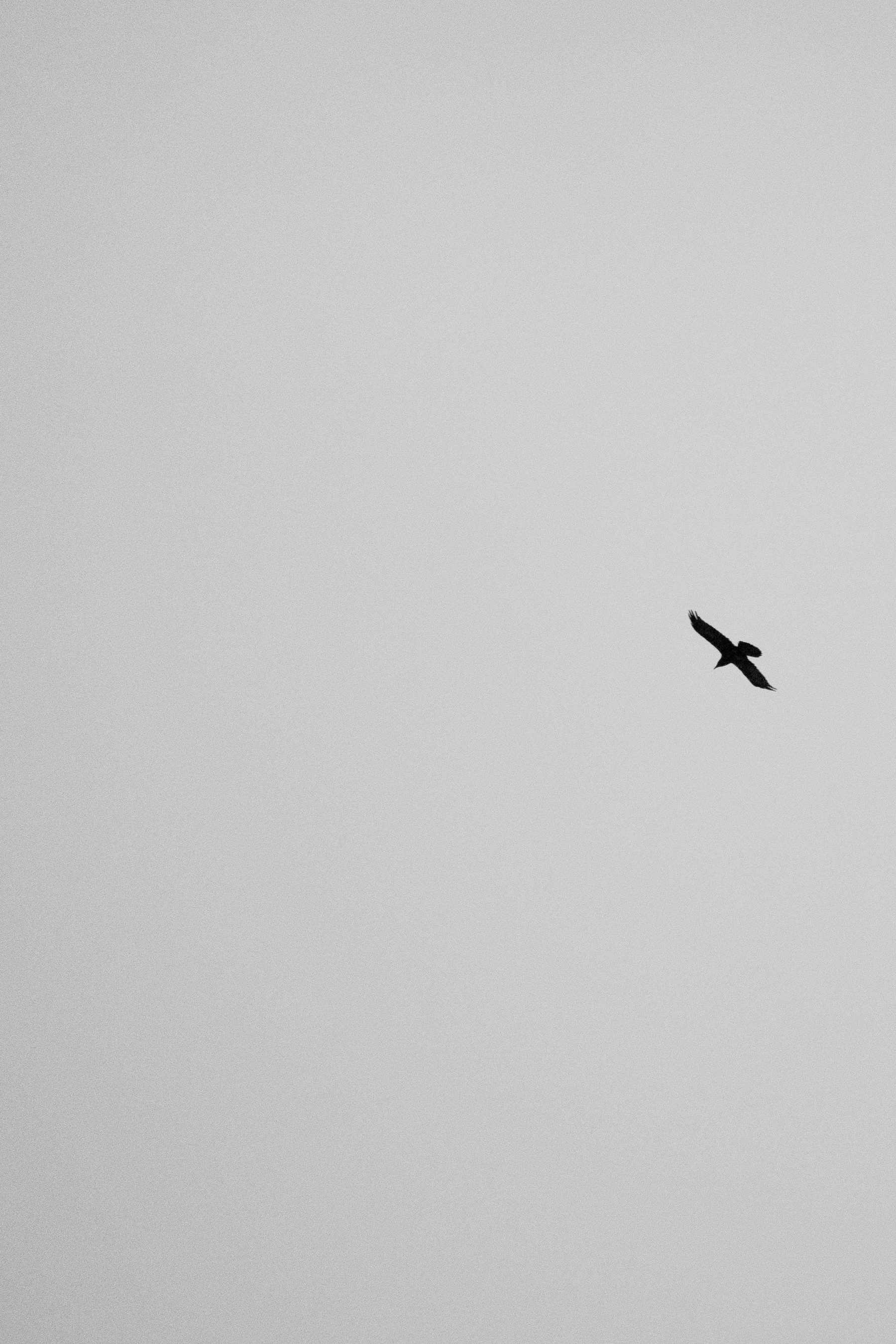 A lone raven flies against a clear sky