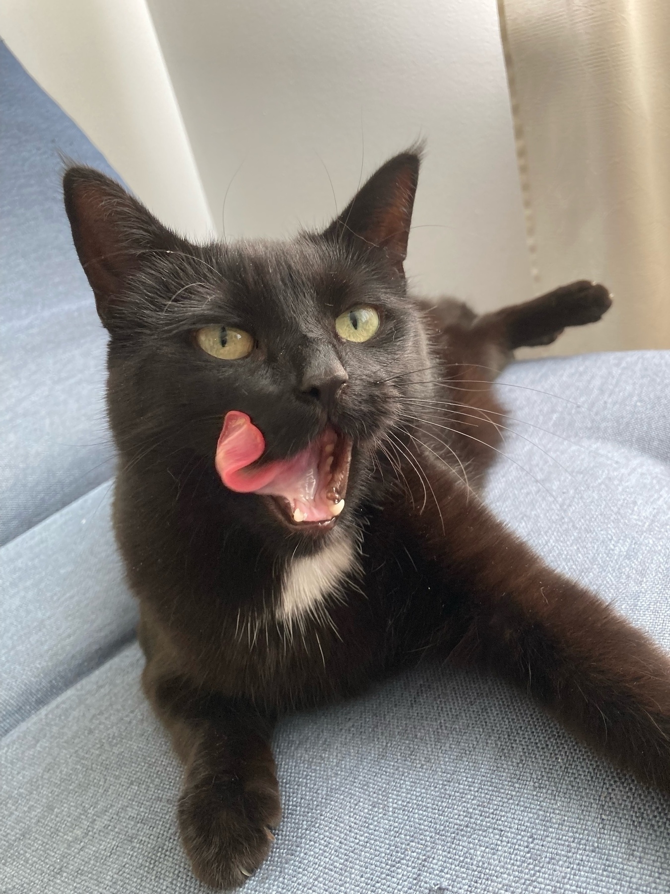 Kolka, a black cat with a white spot on her chest, licking her chops