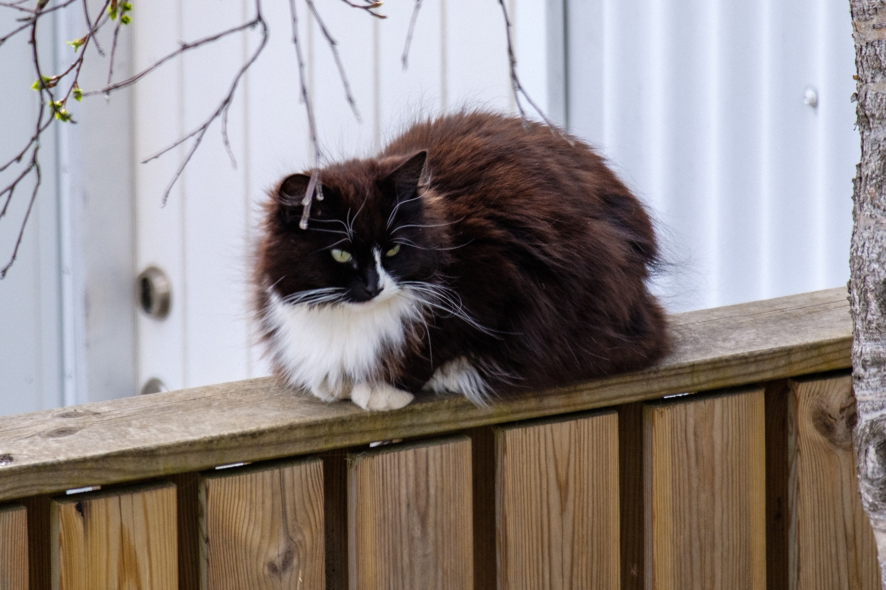That same neighbour cat loafing on the fence, inspecting the surroundings