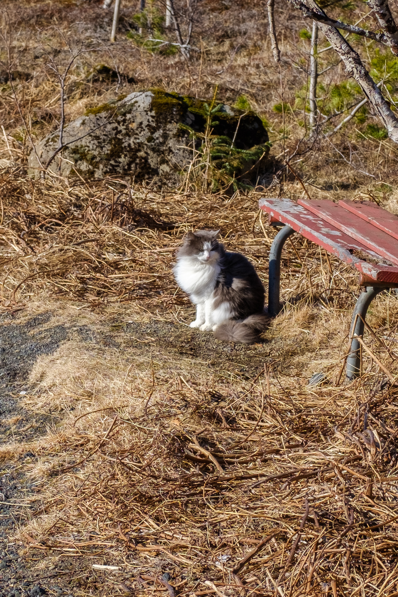 Same long-haired grey and white, tuxedo-patterned cat. This time a bit further away. We can see more of the bench.