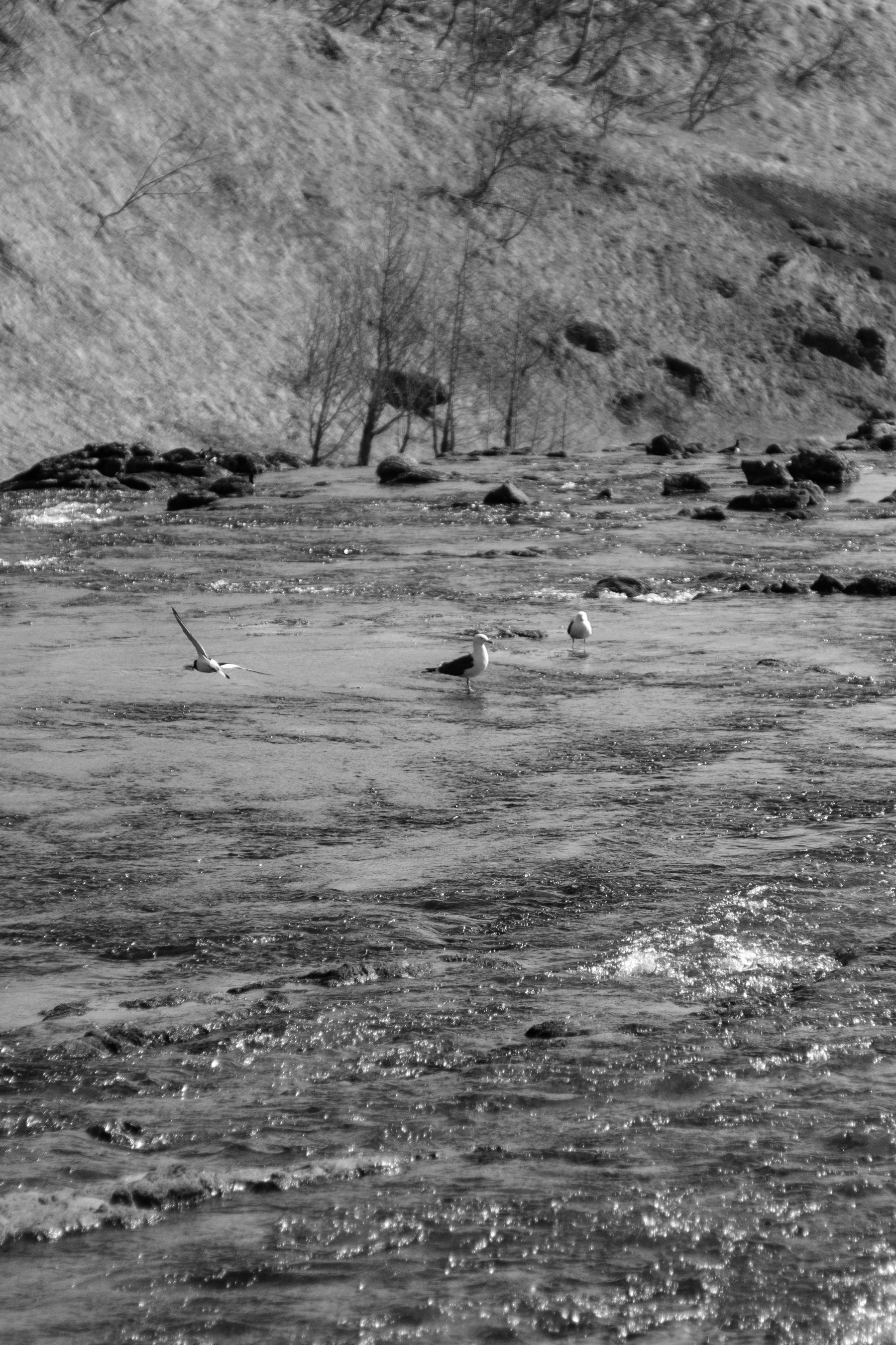 Two gulls and an oystercatcher wade in the geothermal warmth of Varmá. 