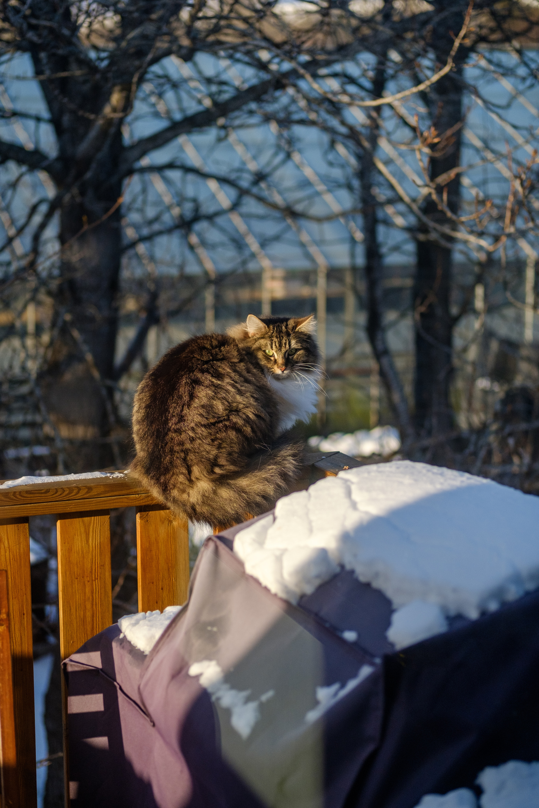A very fluffy cat sits on the railing of my balcony. In the background you can see the commercial greenhouse next door. In the foreground there is a snow-covered barbecue
