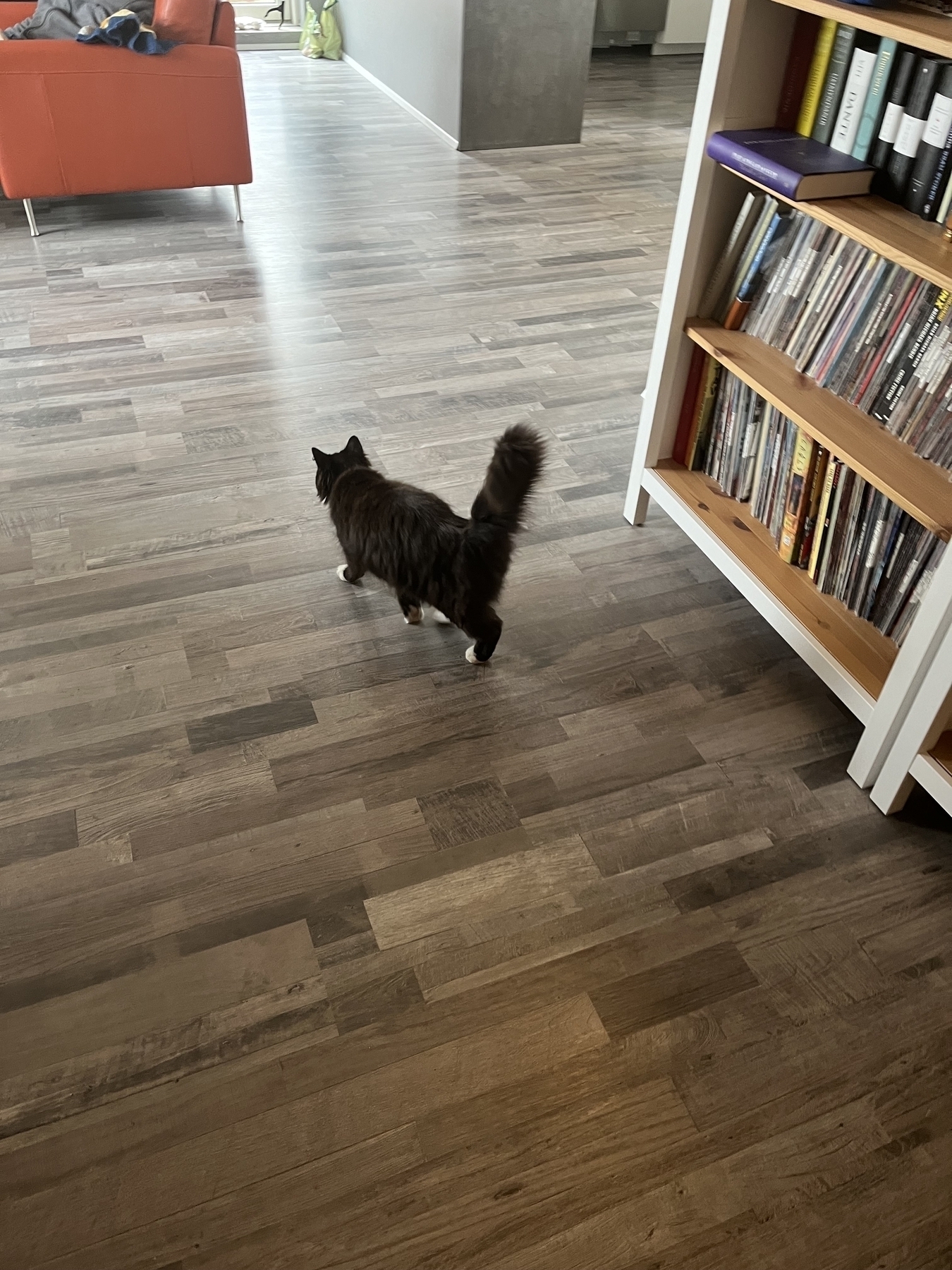 The neighbour cat walks past my comics library on her inspection tour