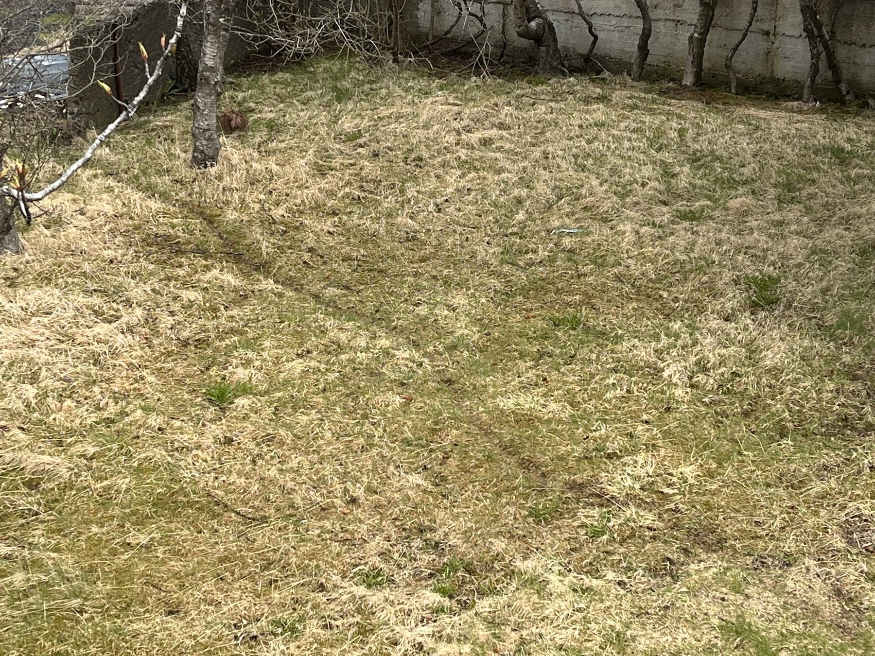 A patch of grass with a clear path cut through it where all the cats walk. 